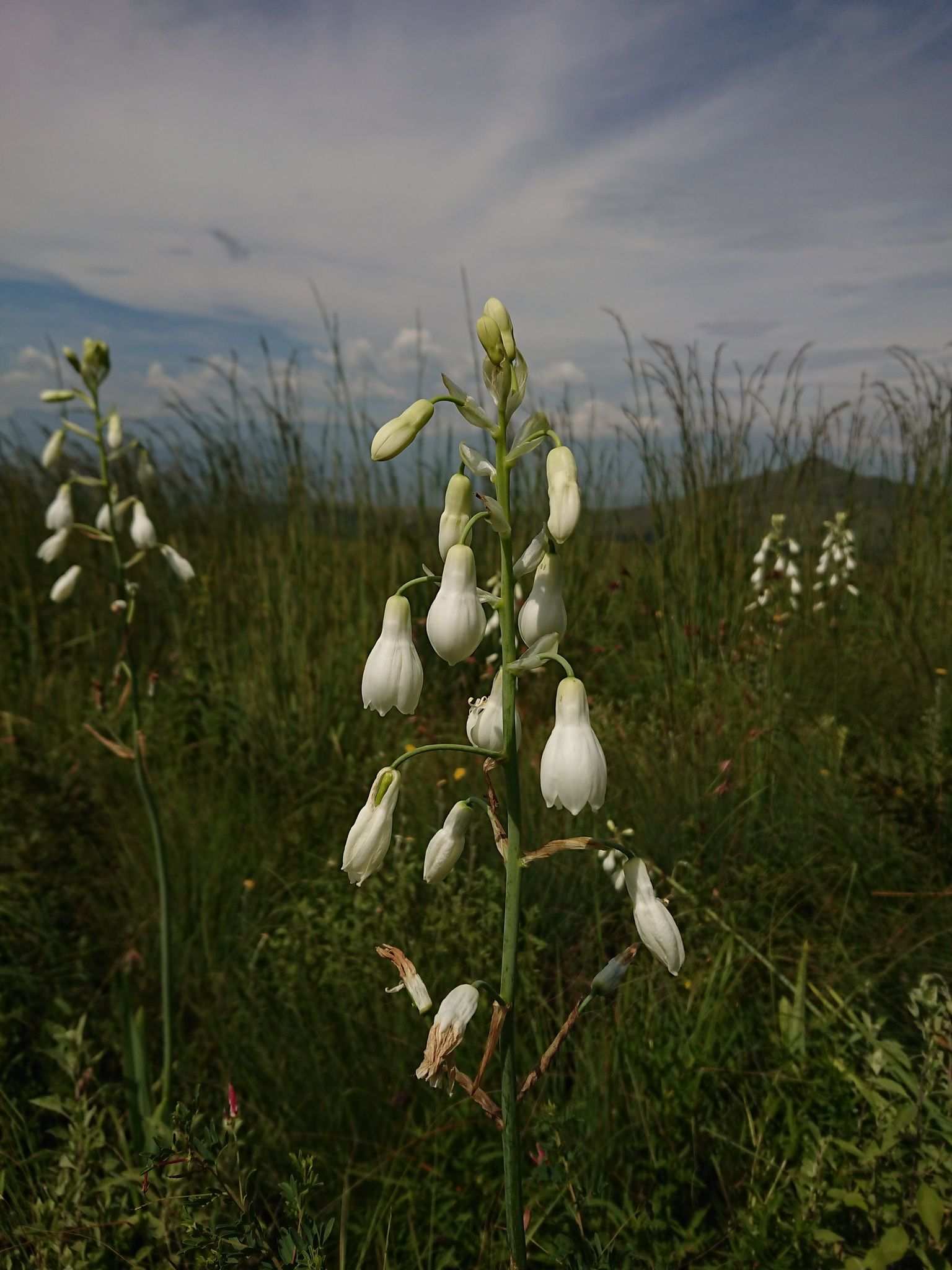 Ornithogalum candicans