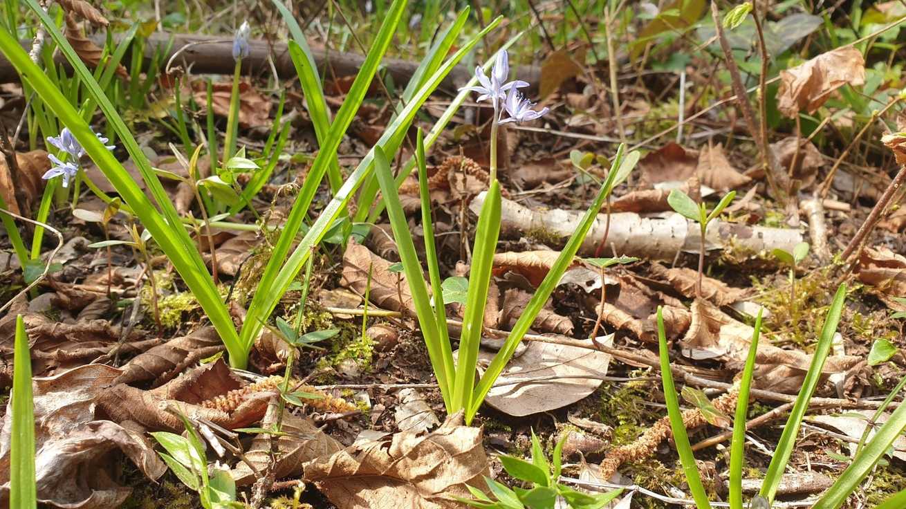 Ornithogalum sp.