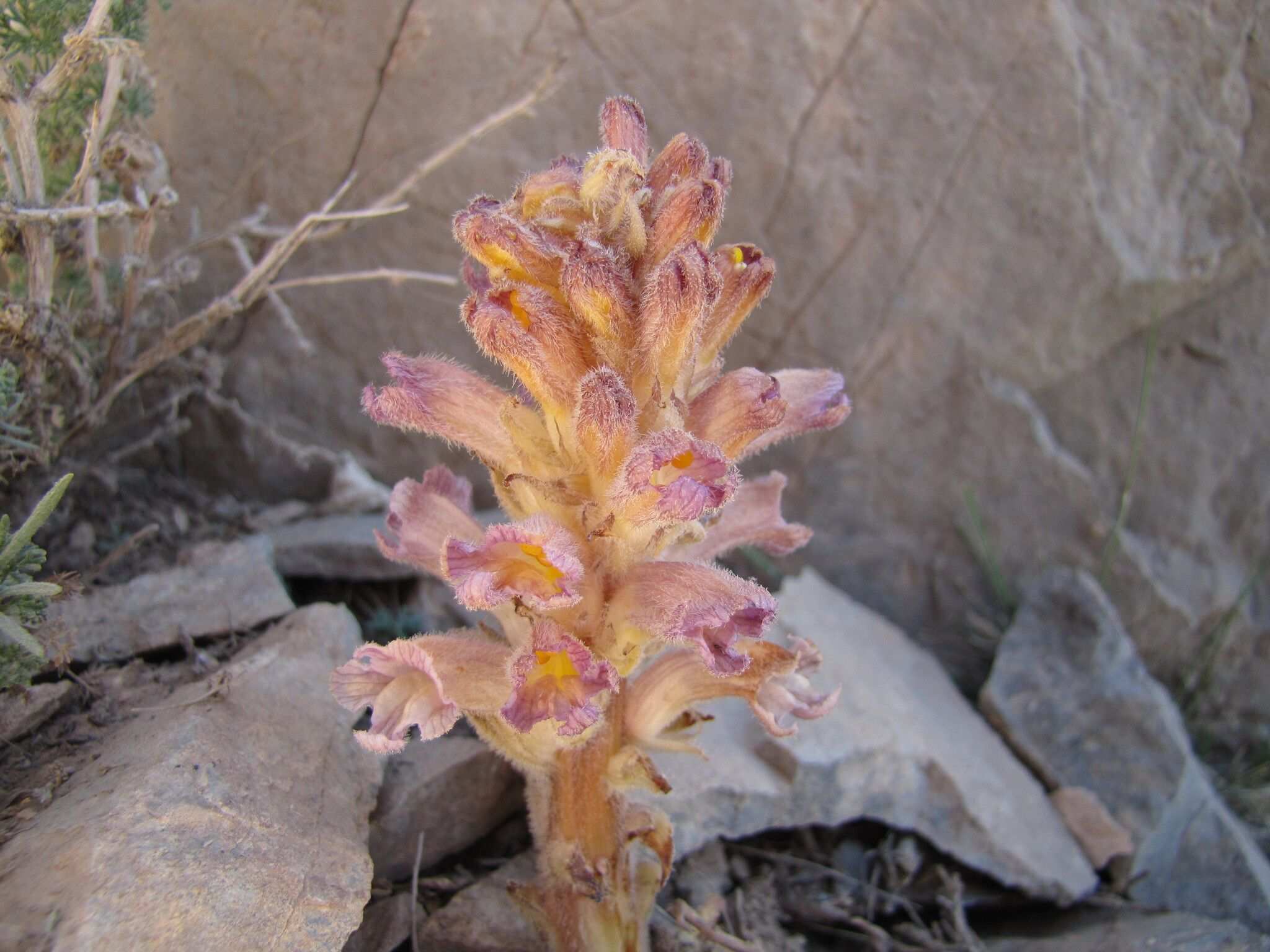 Orobanche sp.
