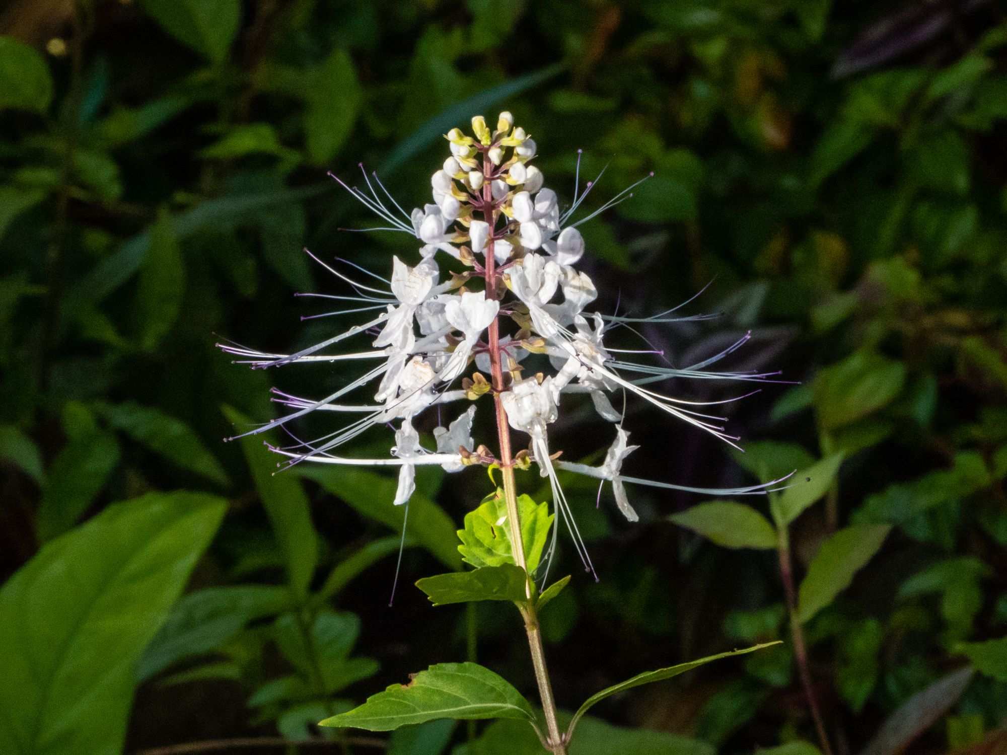 Orthosiphon aristatus