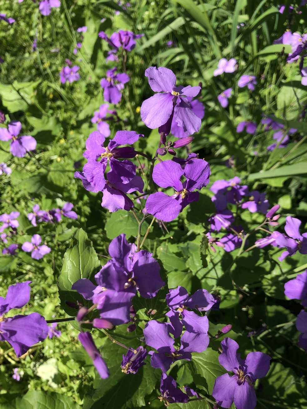 Orychophragmus violaceus
