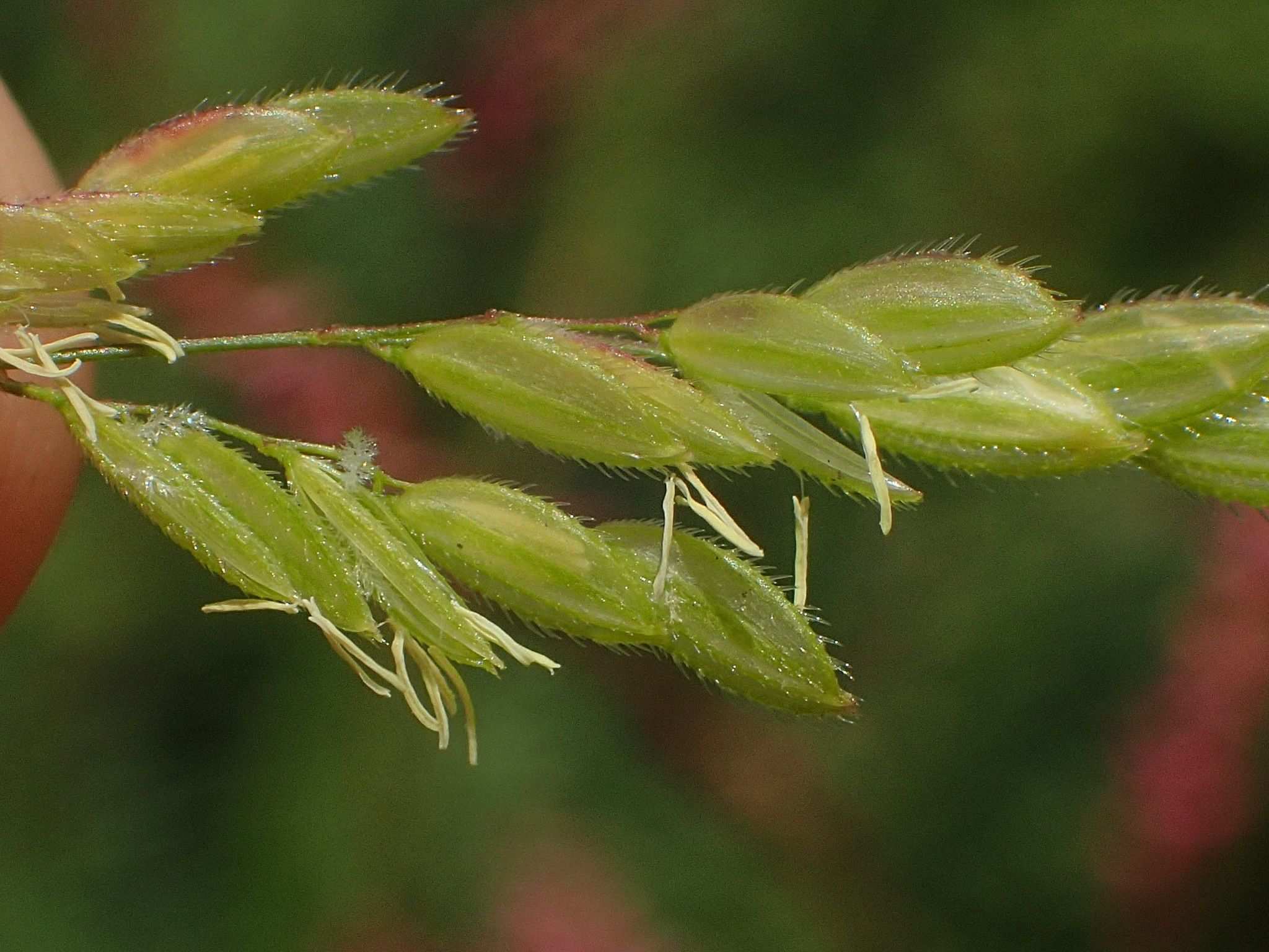 Oryza