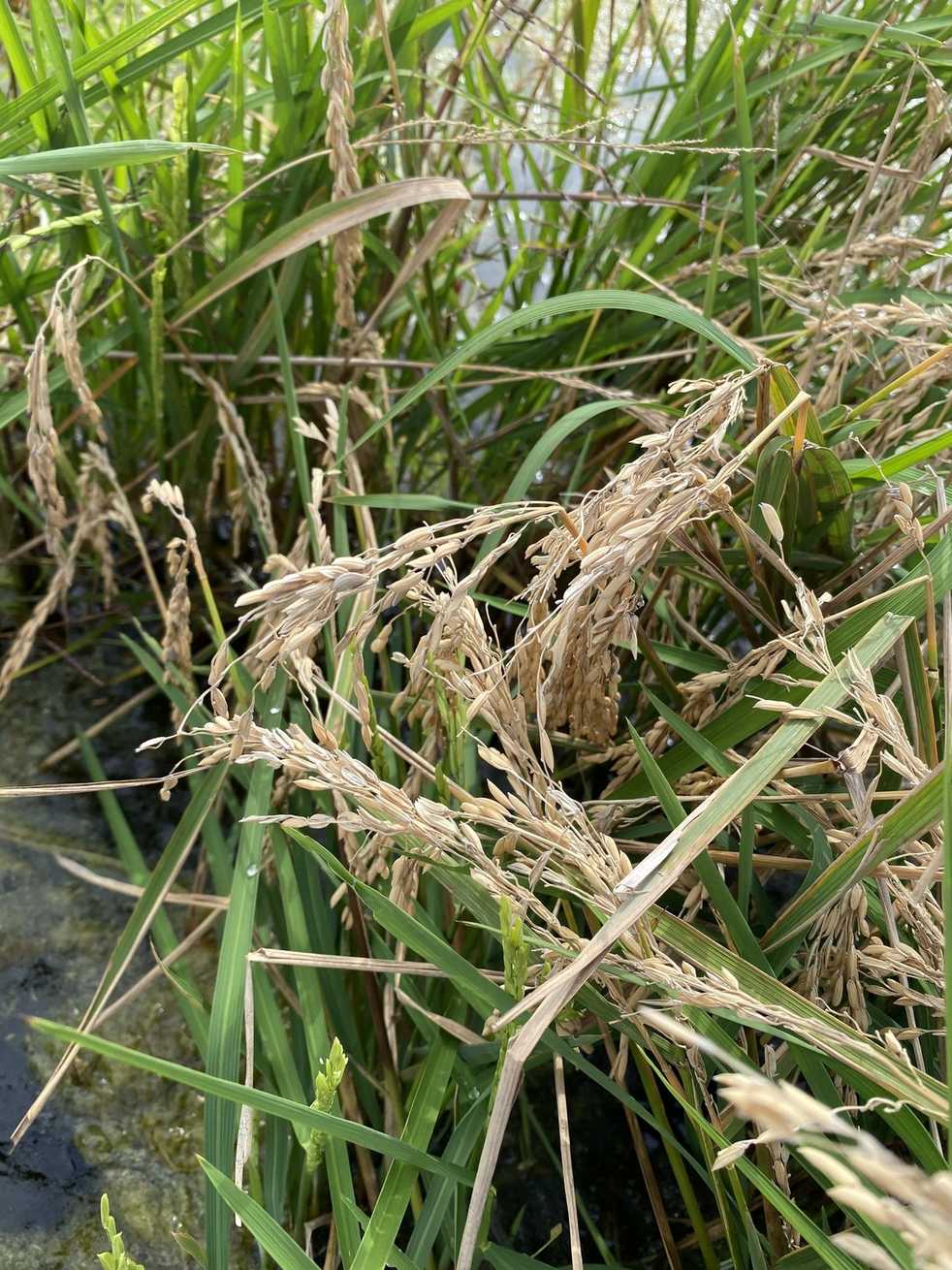 Oryza glaberrima