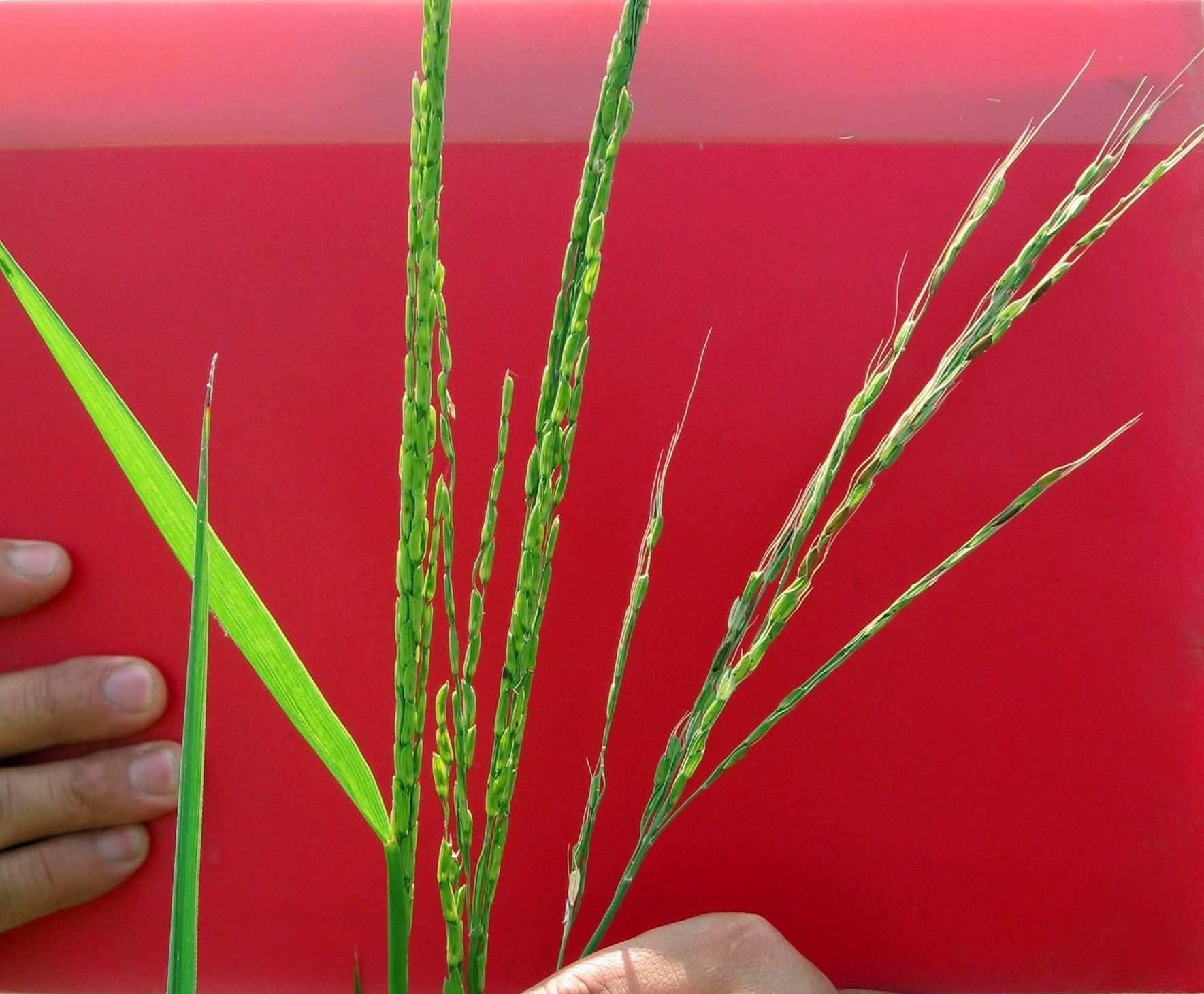 Oryza longistaminata