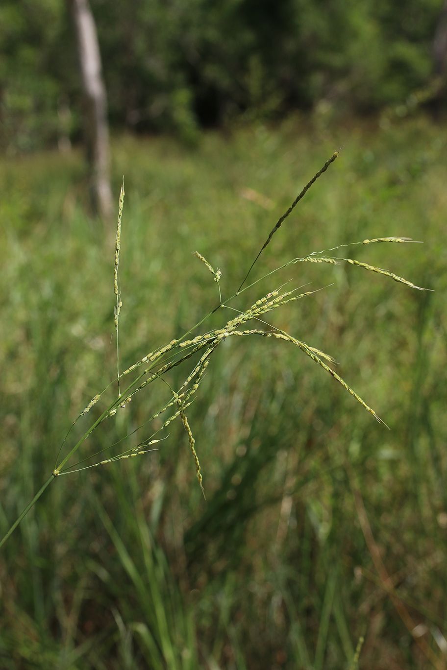 Oryza officinalis