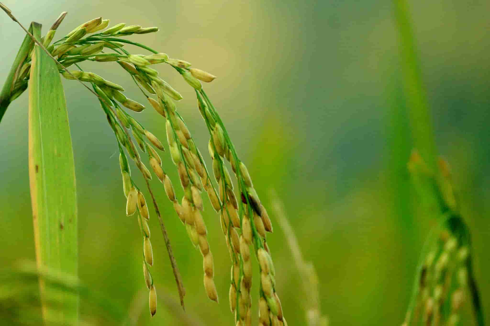 Oryza sativa