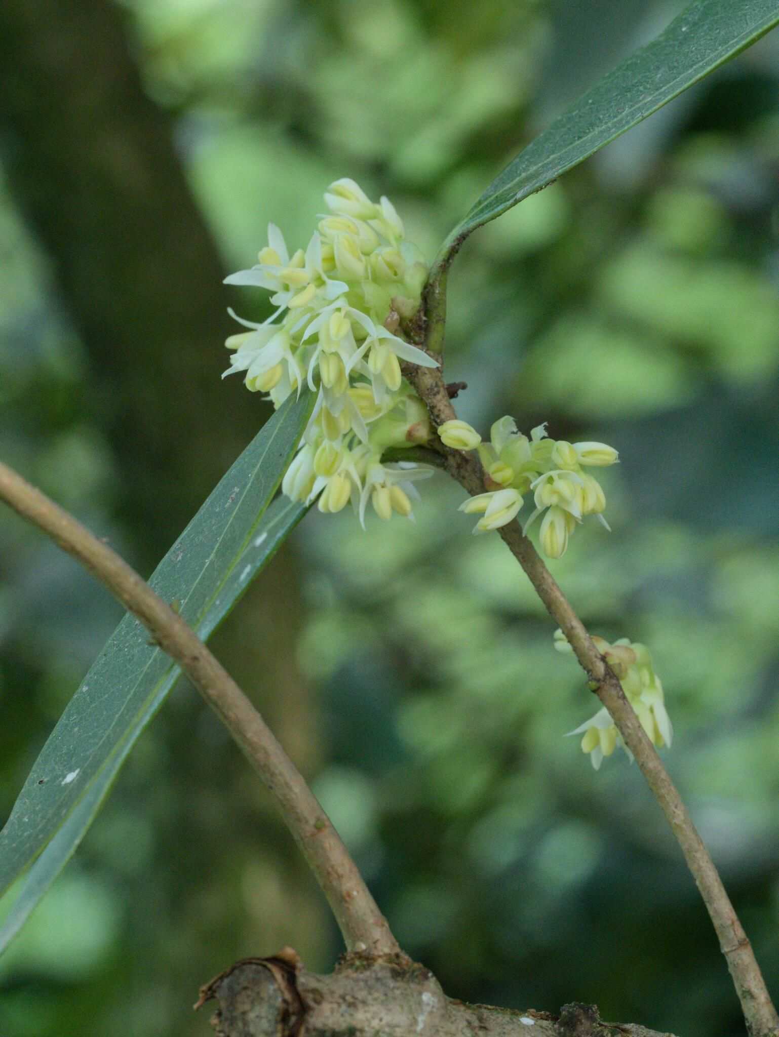 Osmanthus decorus