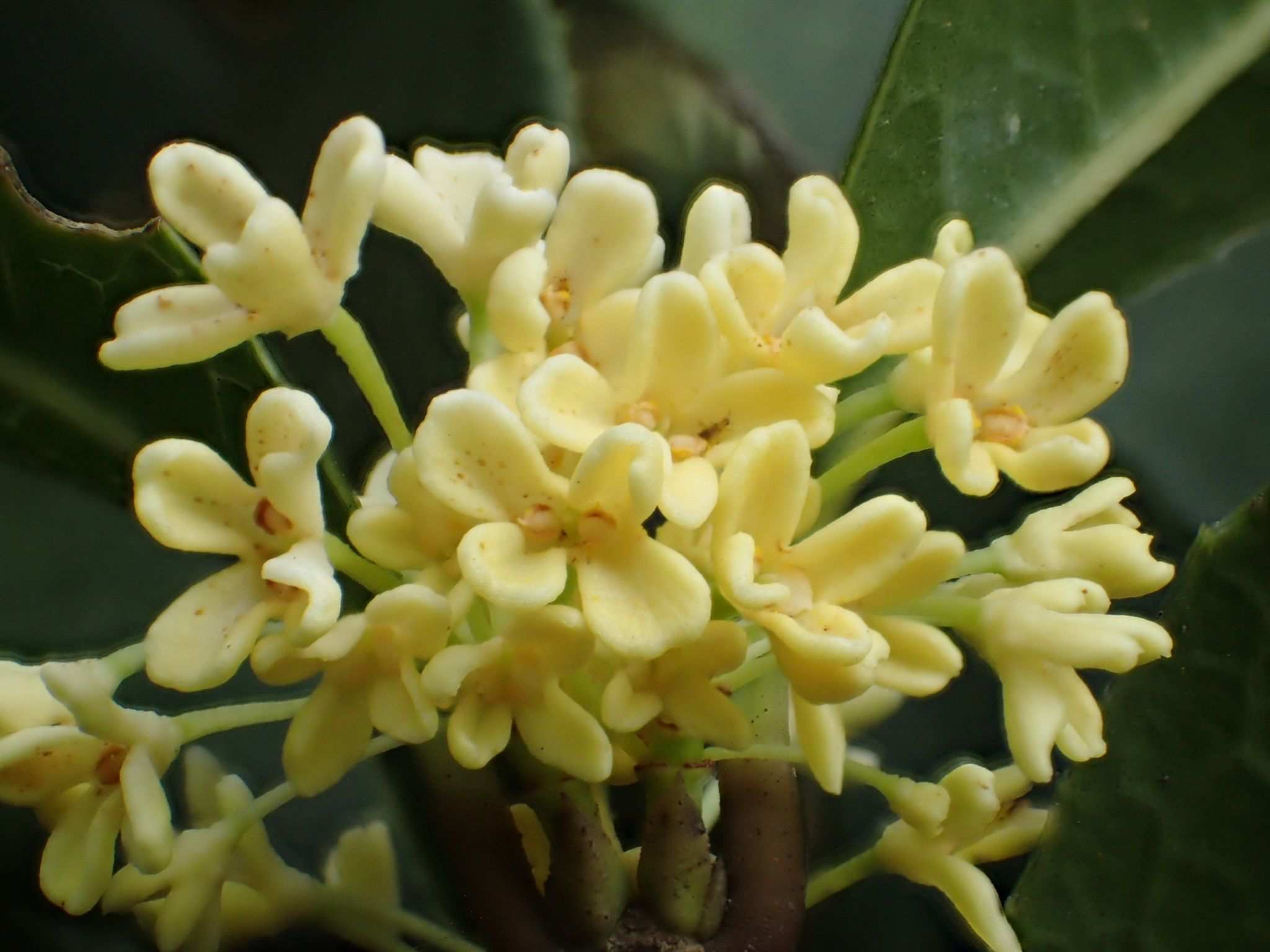 Osmanthus fragrans