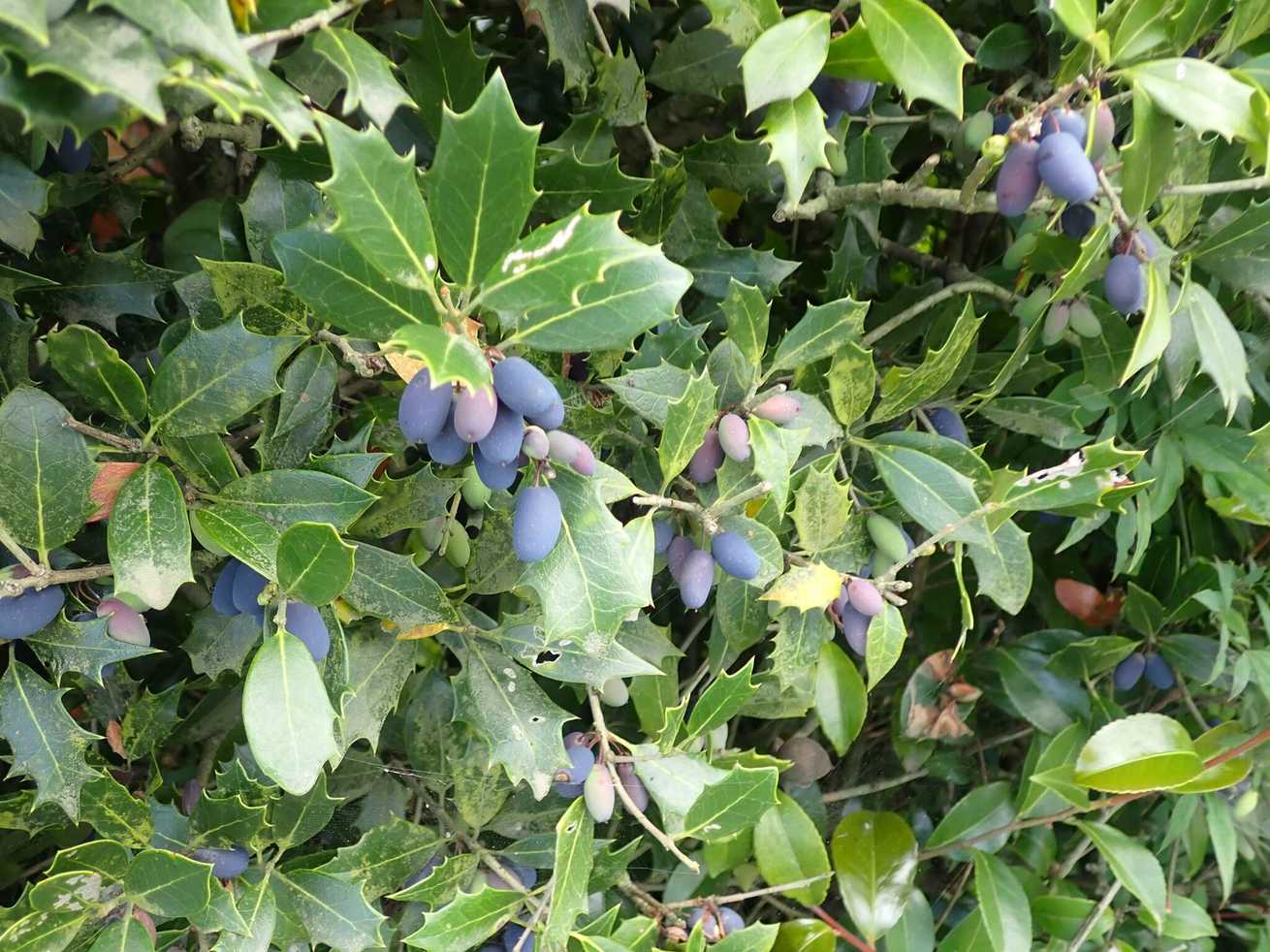 Osmanthus heterophyllus