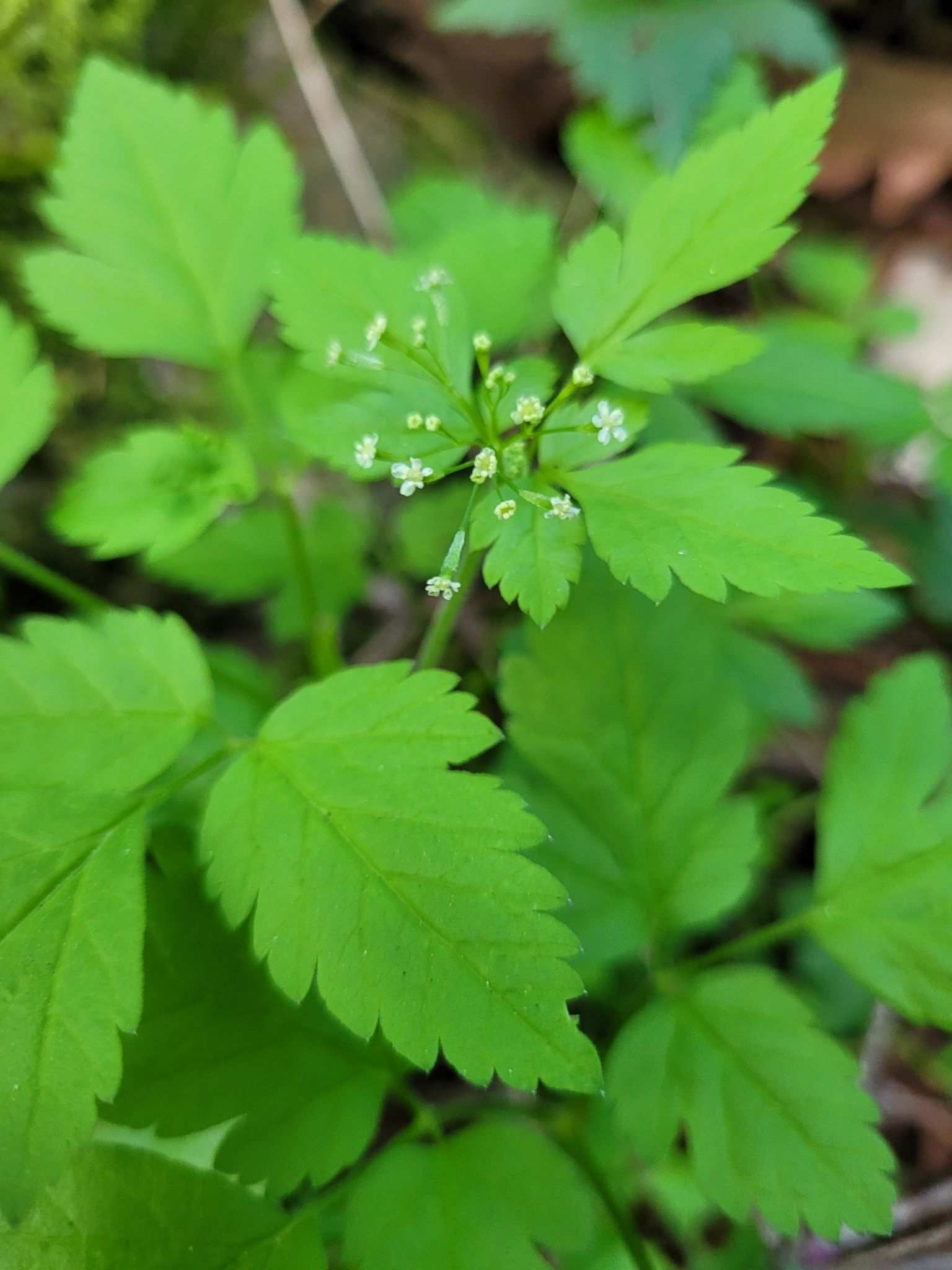 Osmorhiza berteroi