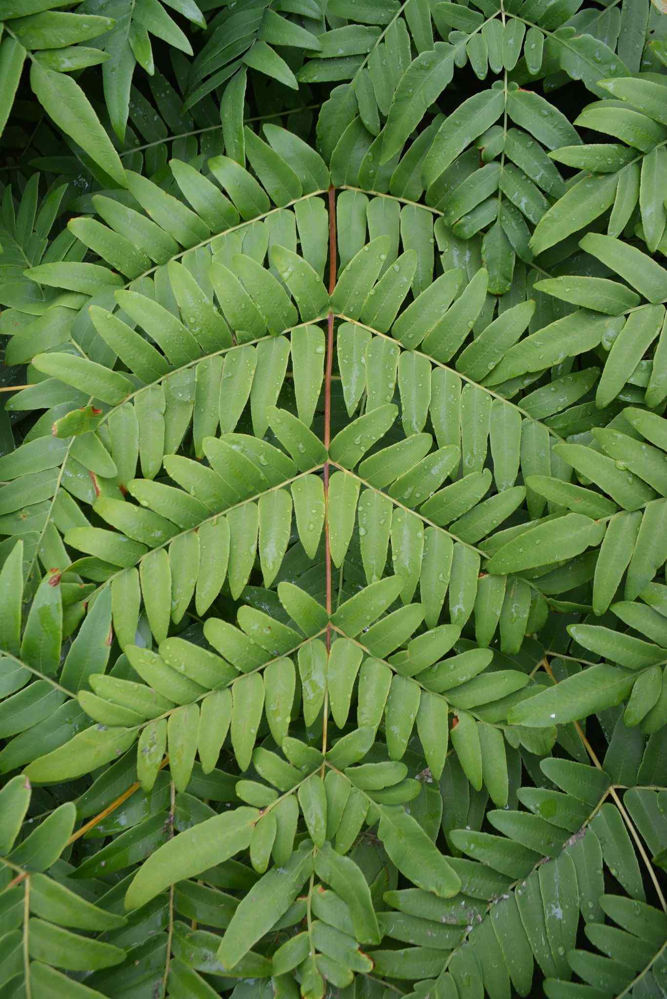 Osmunda japonica
