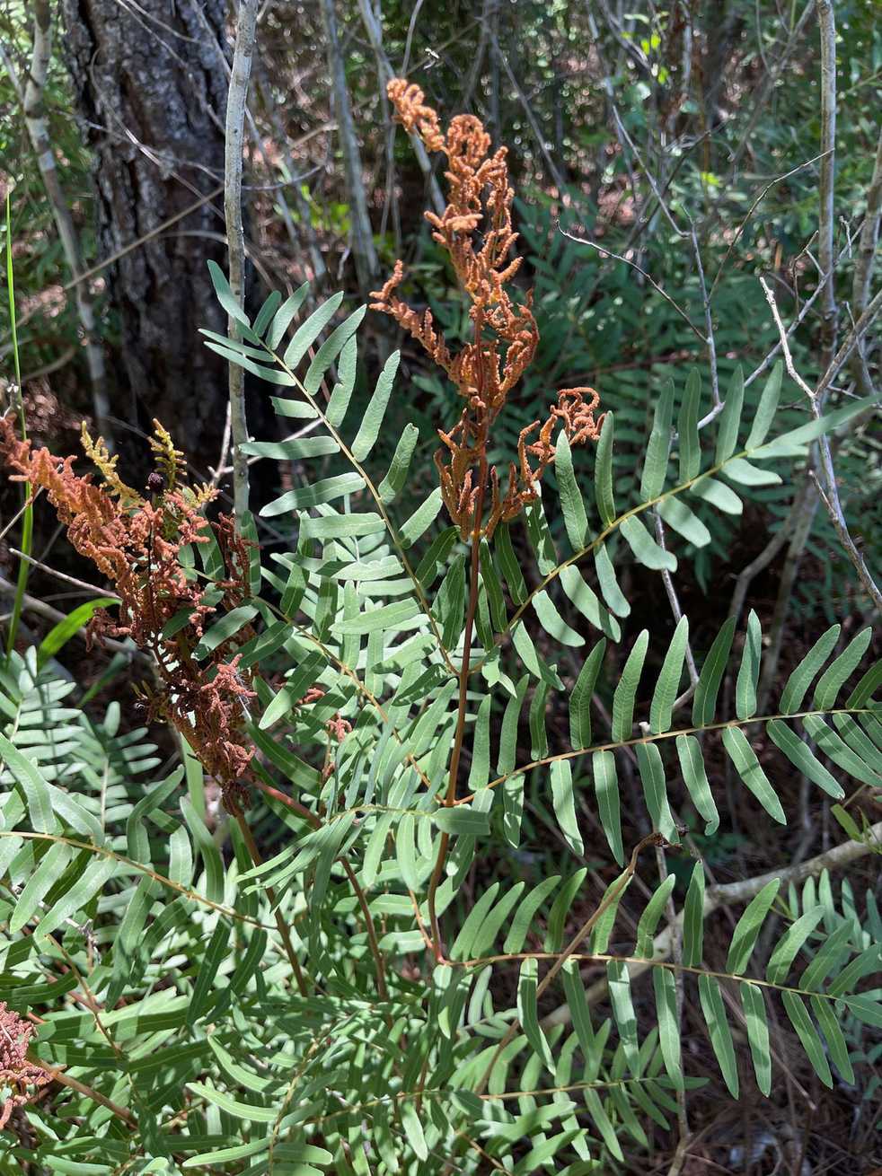 Osmunda regalis