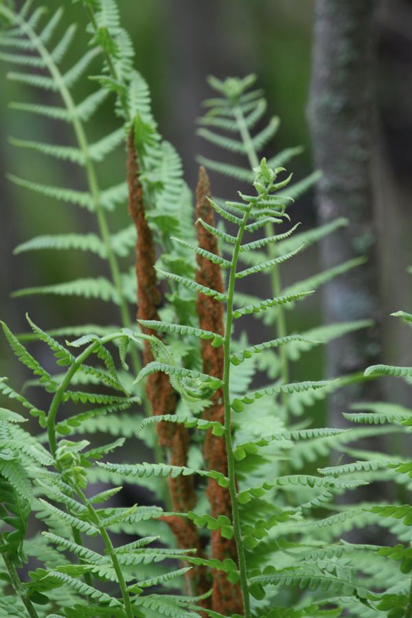 Osmundastrum cinnamomeum