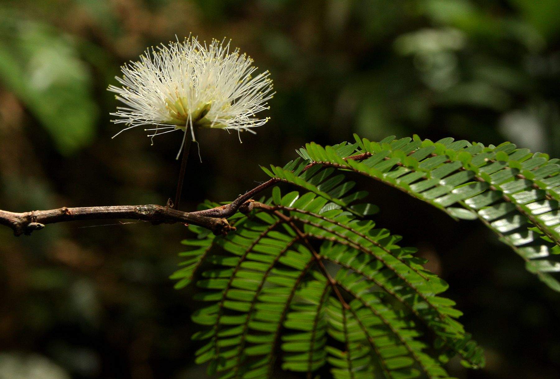 Osodendron altissimum