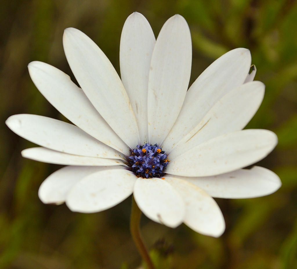 Osteospermum ecklonis