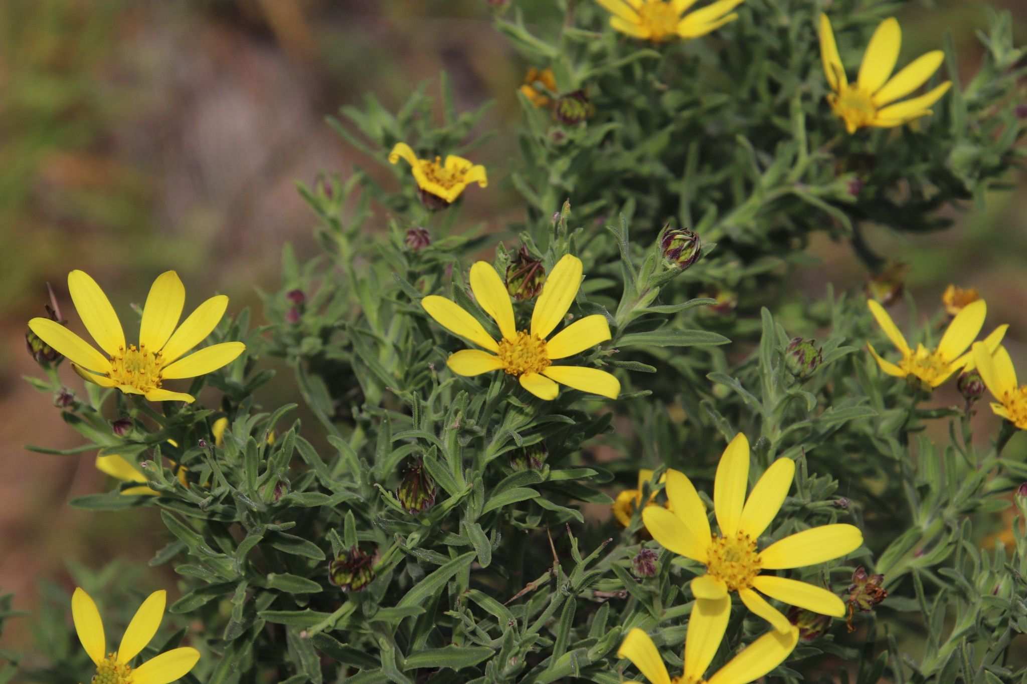 Osteospermum sp.