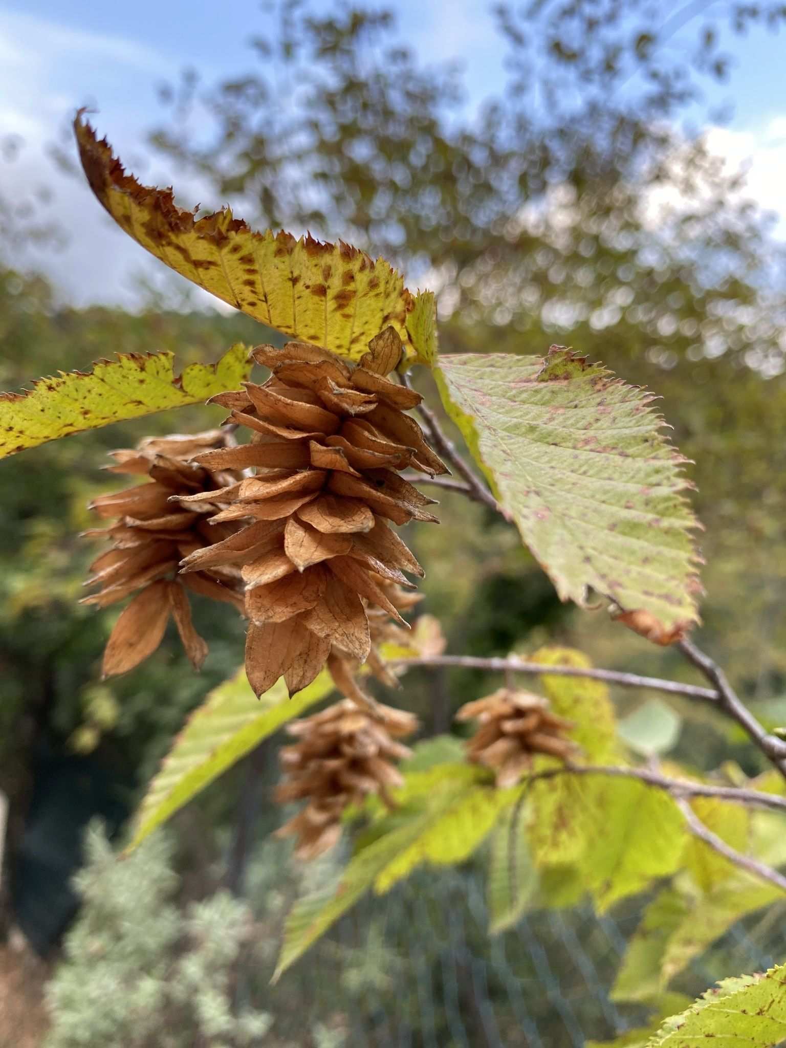Ostrya carpinifolia