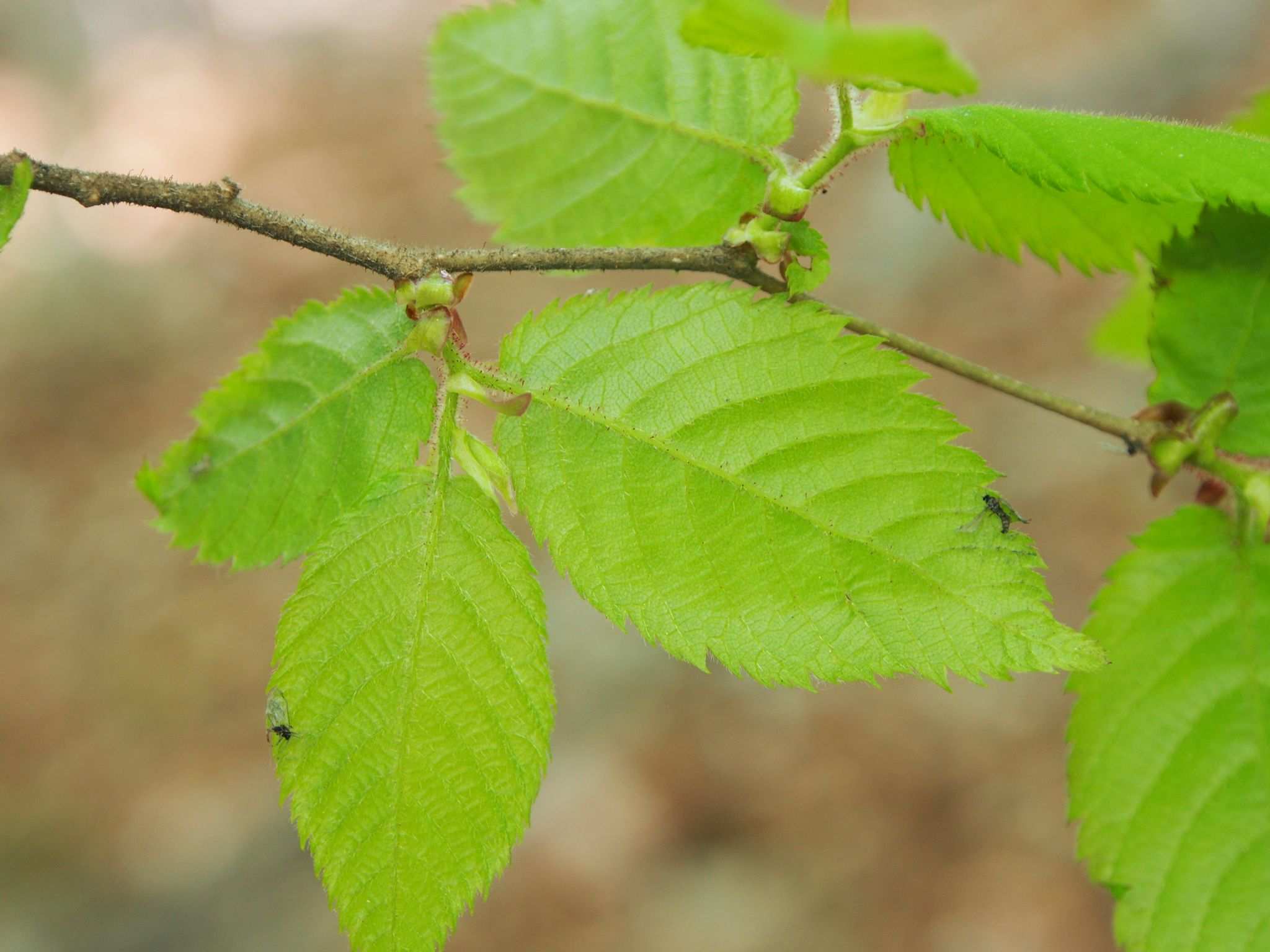 Ostrya japonica