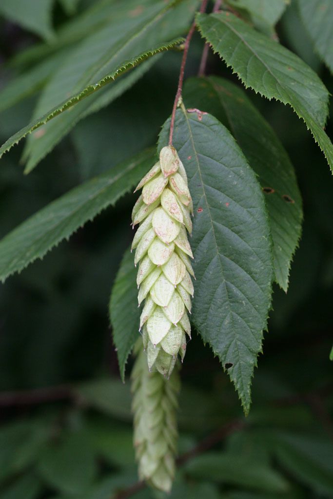 Ostrya virginiana
