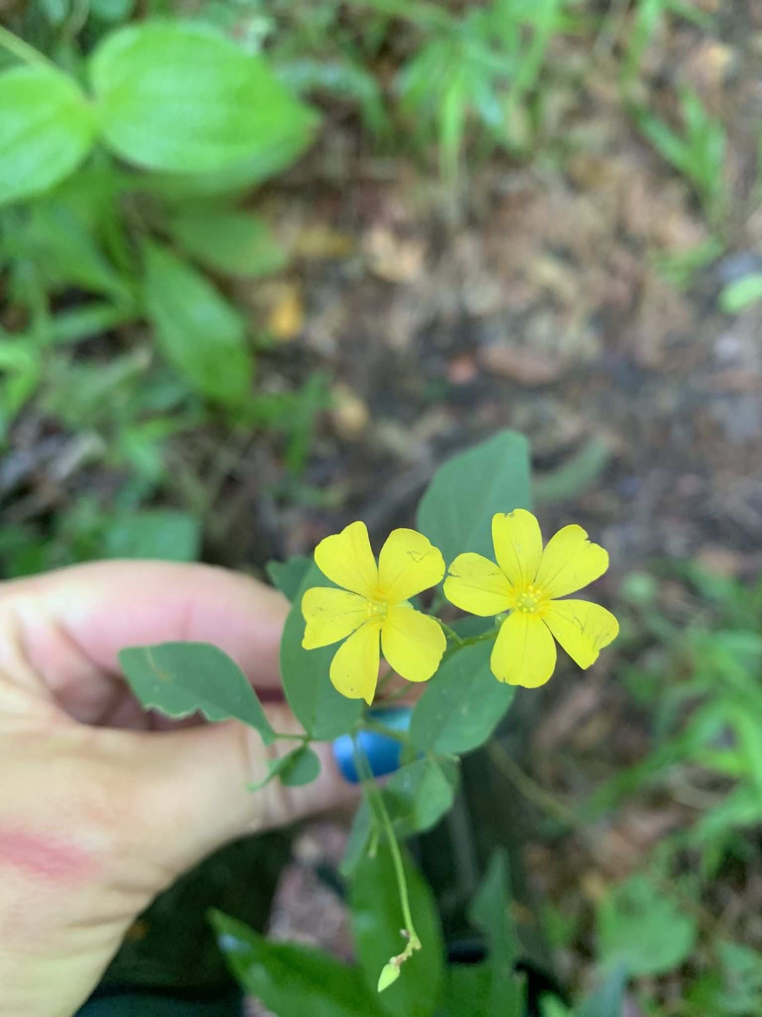 Oxalis divaricata