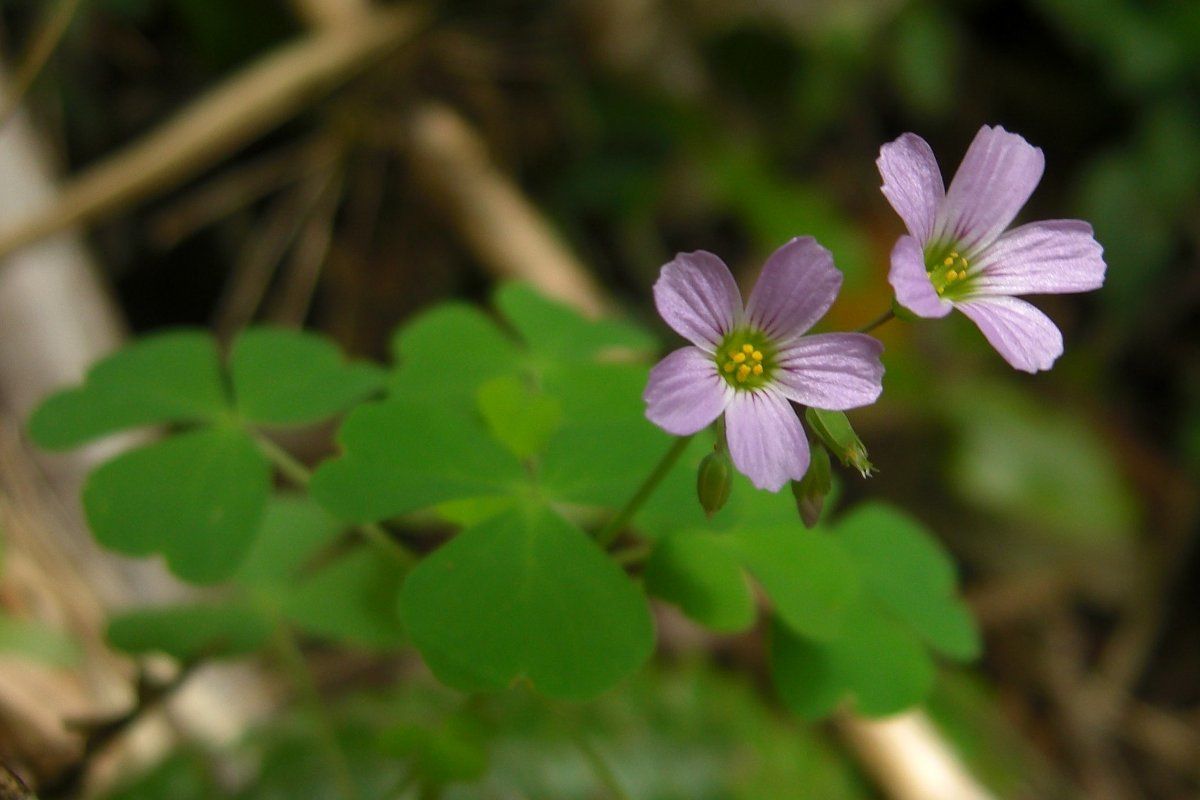 Oxalis rosea