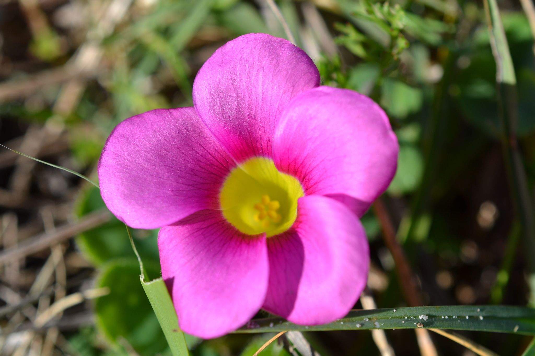 Oxalis sp.