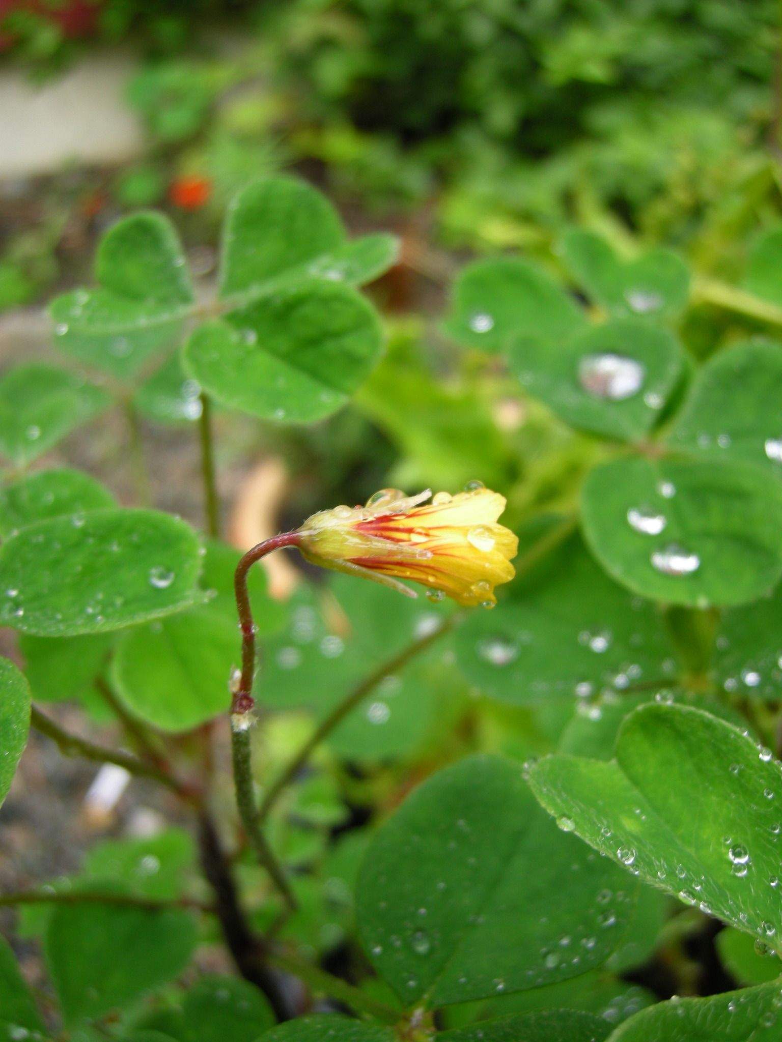 Oxalis tuberosa