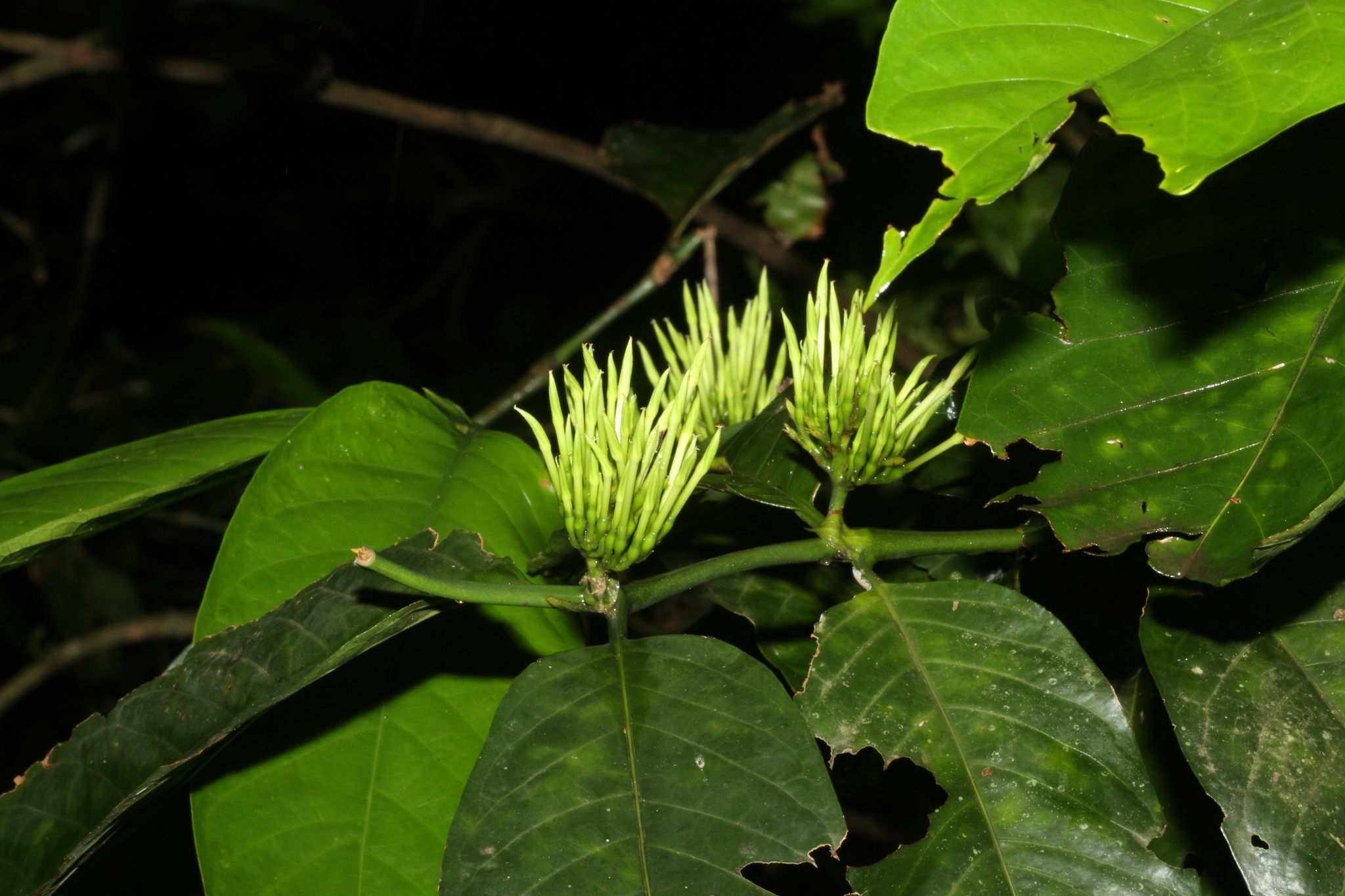 Oxyanthus sp.