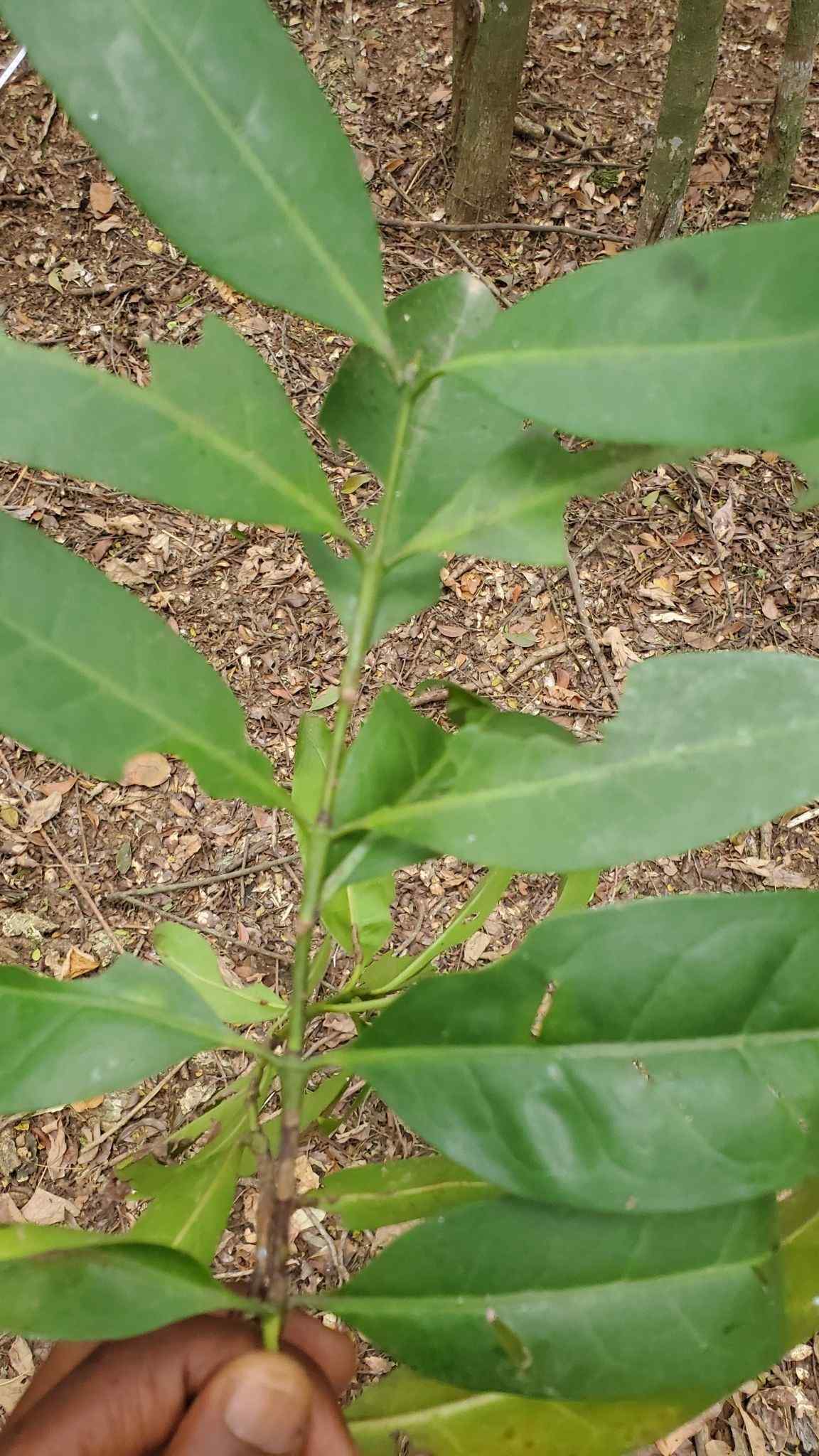 Oxyanthus zanguebaricus