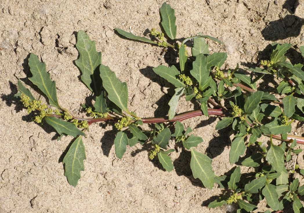 Oxybasis glauca