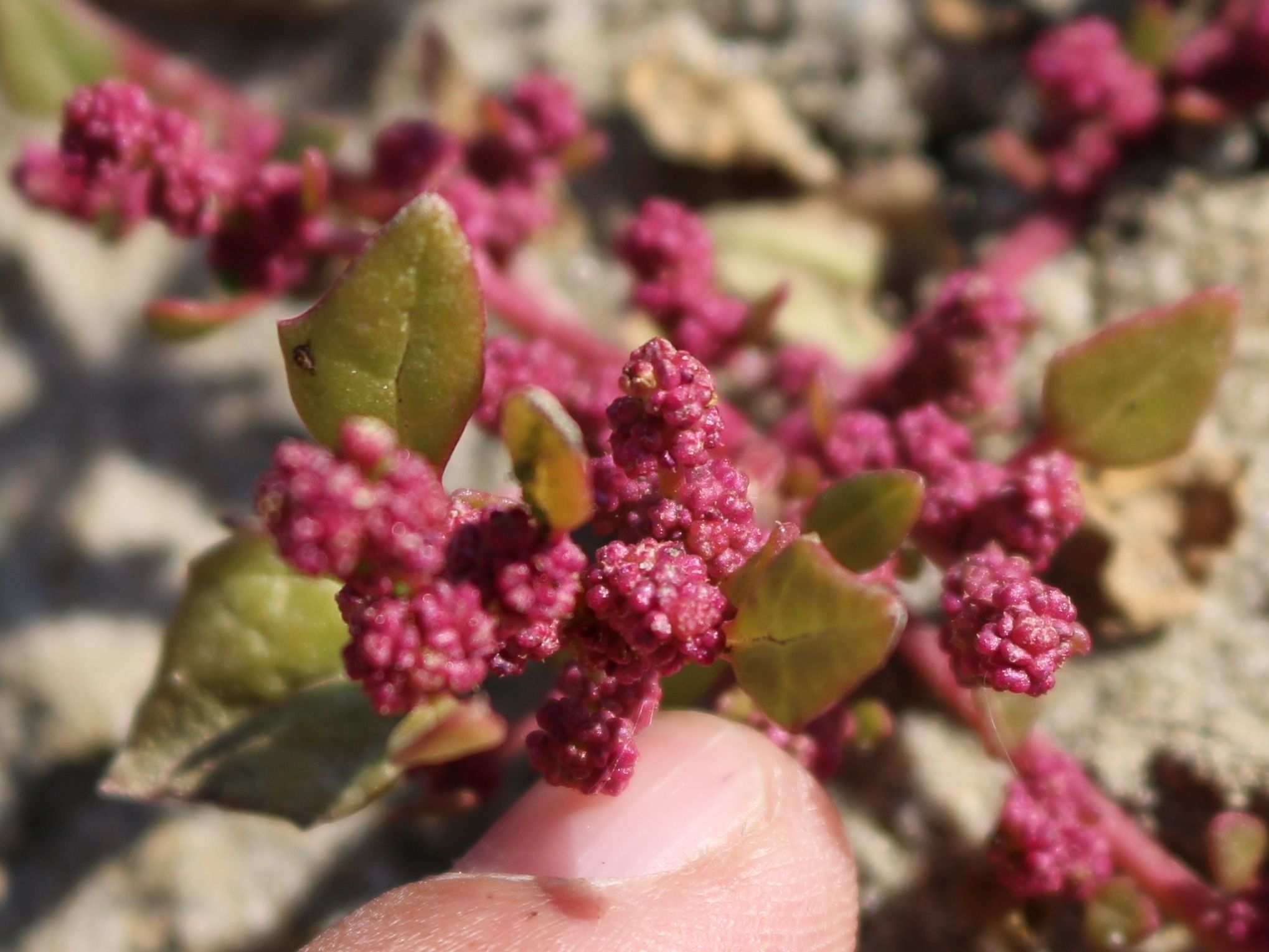 Oxybasis rubra