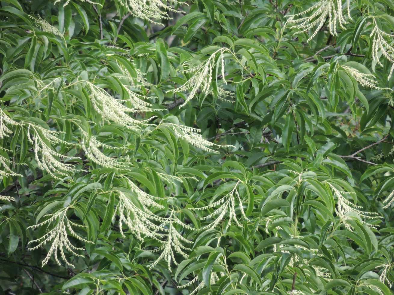 Oxydendrum arboreum