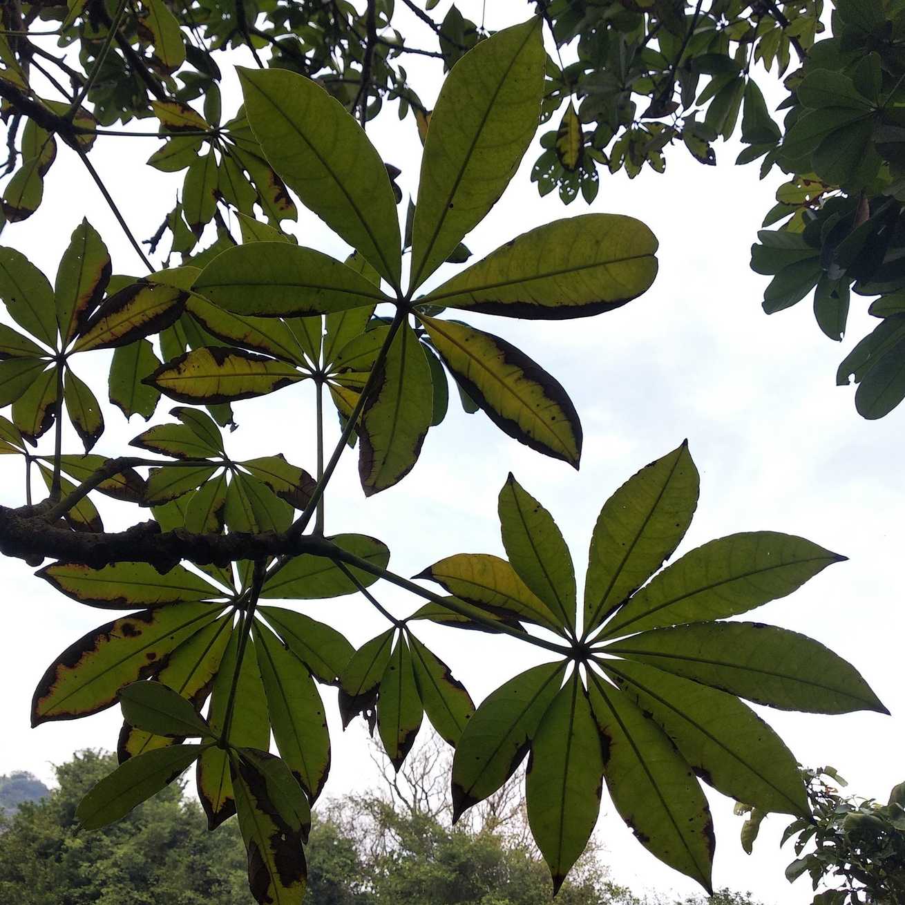 Pachira aquatica