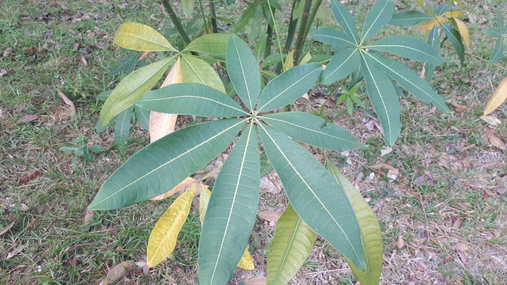 Pachira macrocarpa