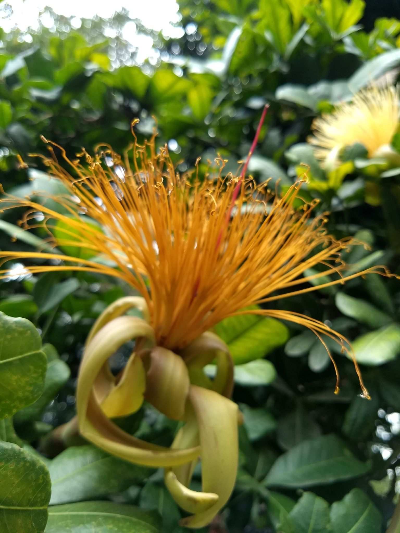 Pachira sp.