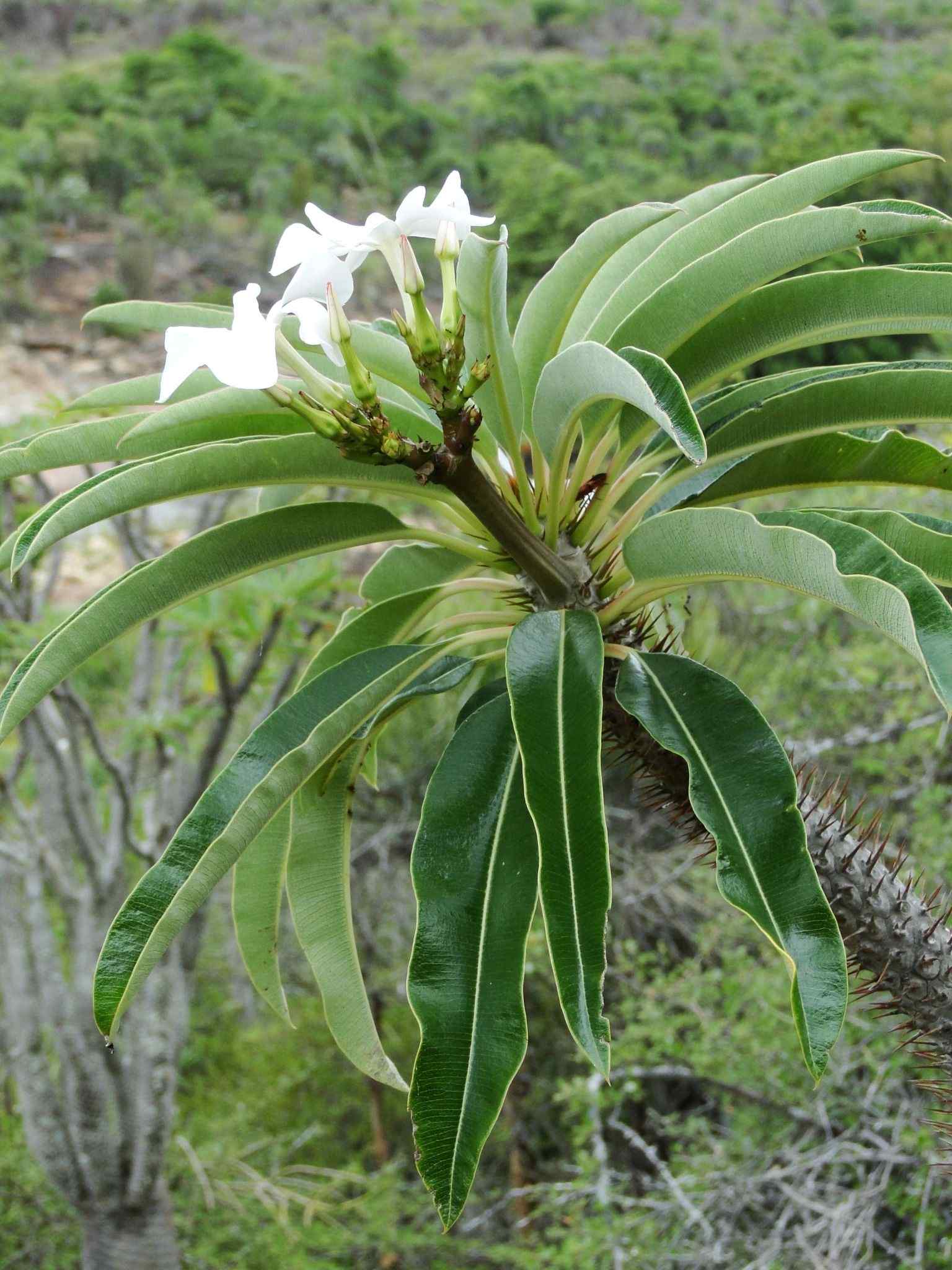 Pachypodium lamerei