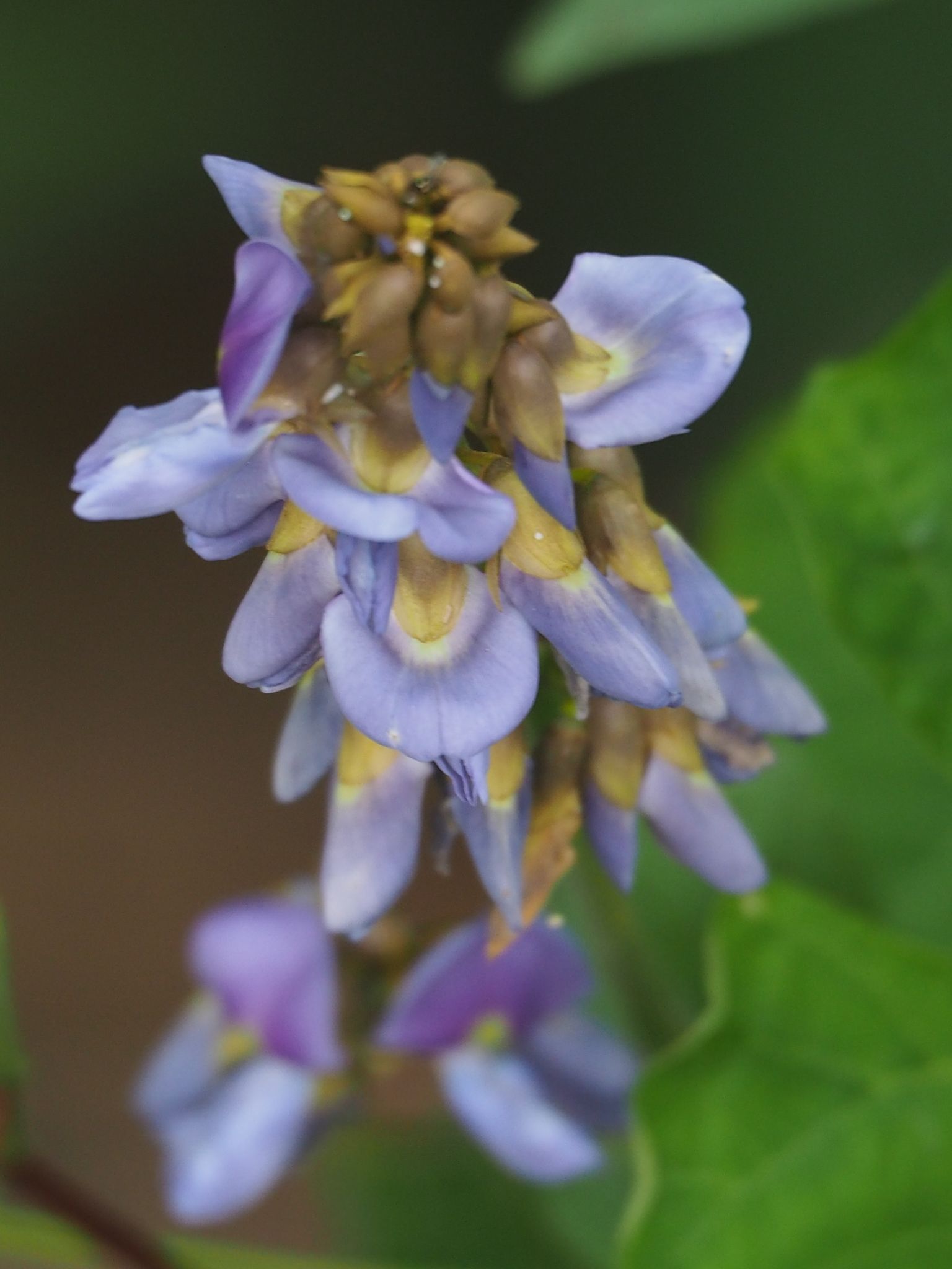 Pachyrhizus erosus
