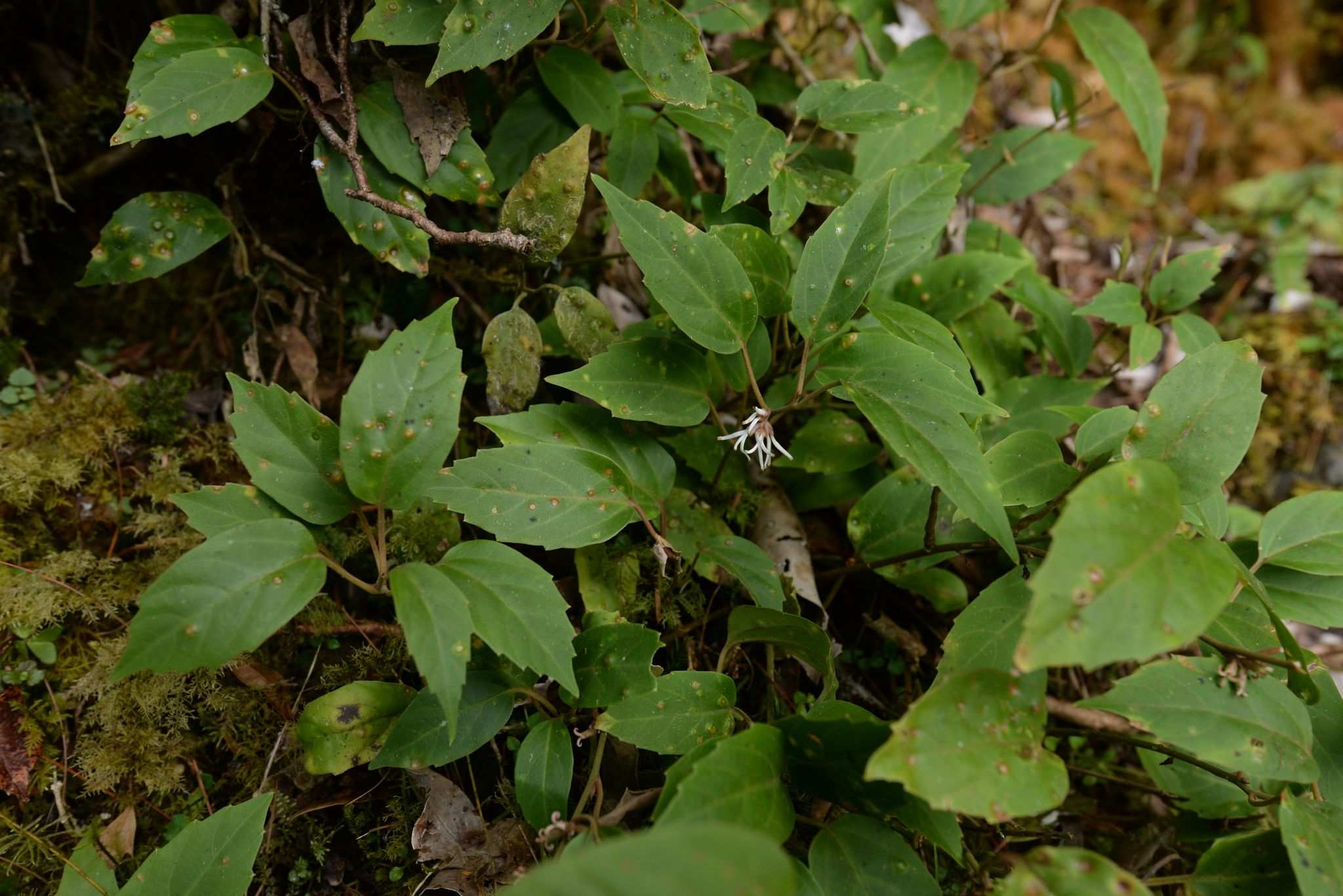 Pachysandra axillaris