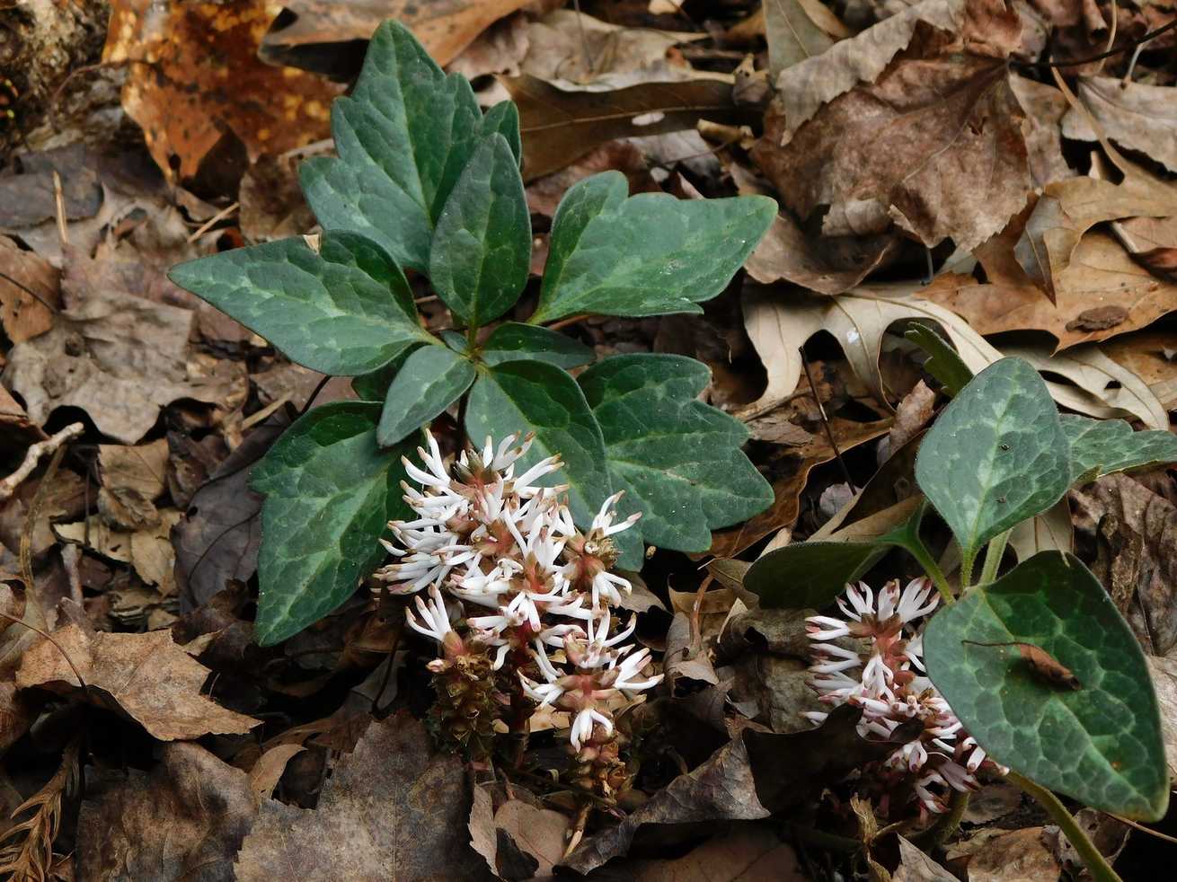 Pachysandra procumbens