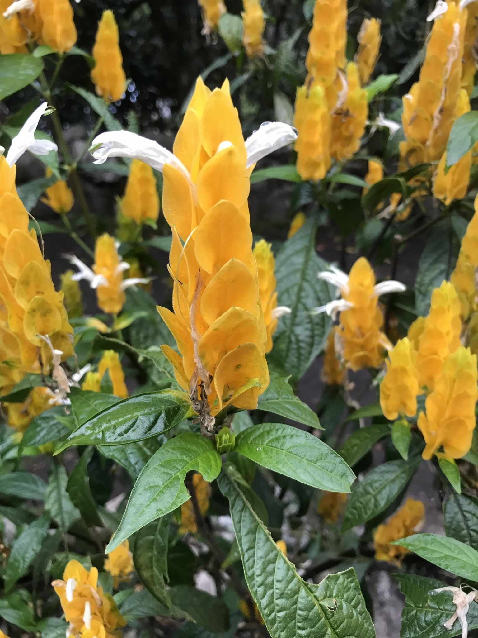 Pachystachys lutea