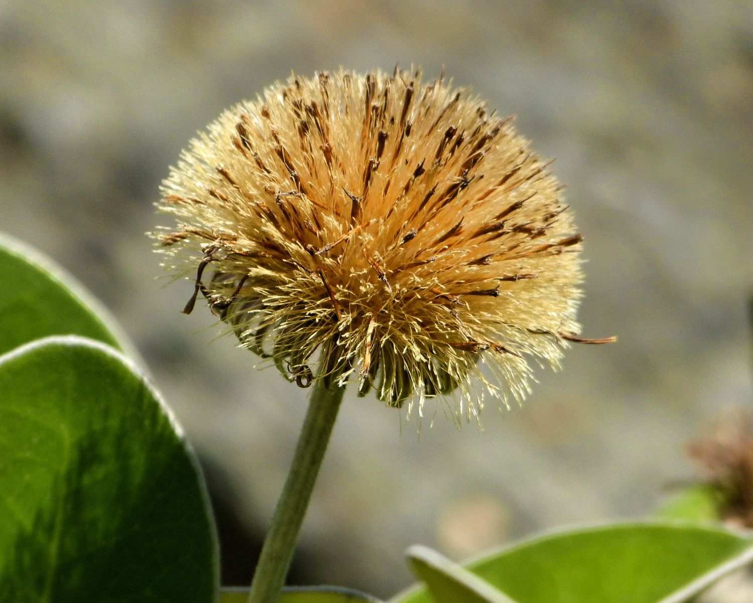 Pachystegia insignis