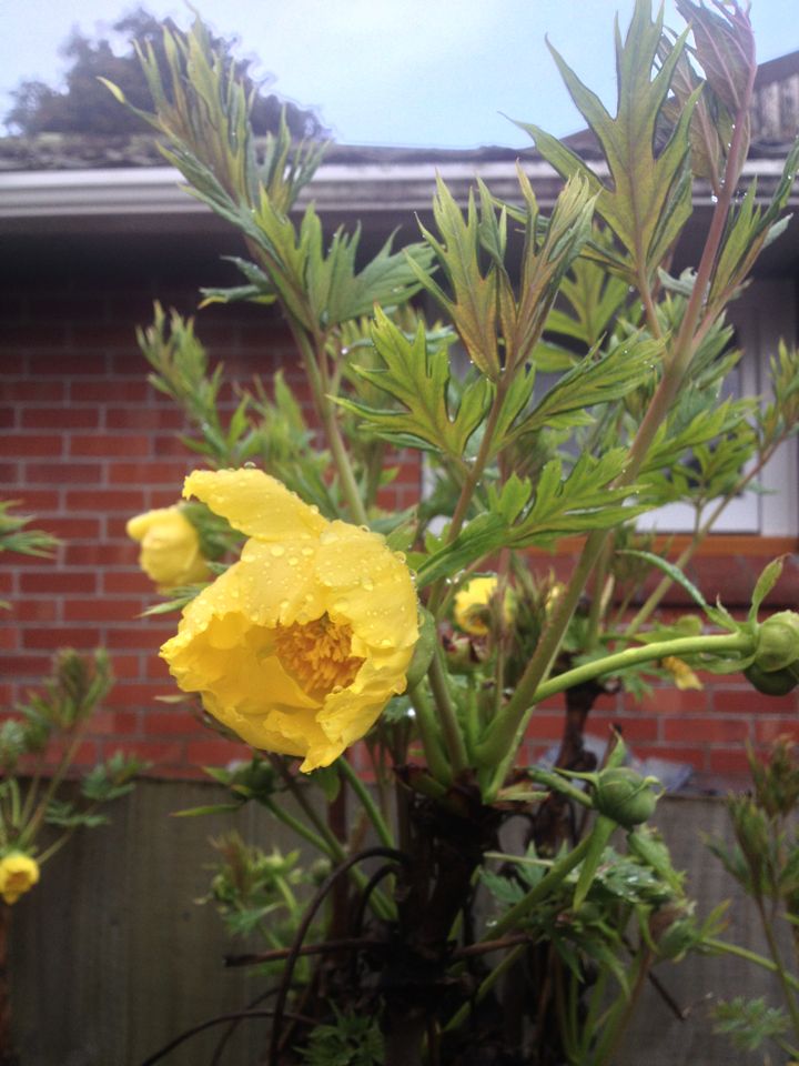 Paeonia delavayi