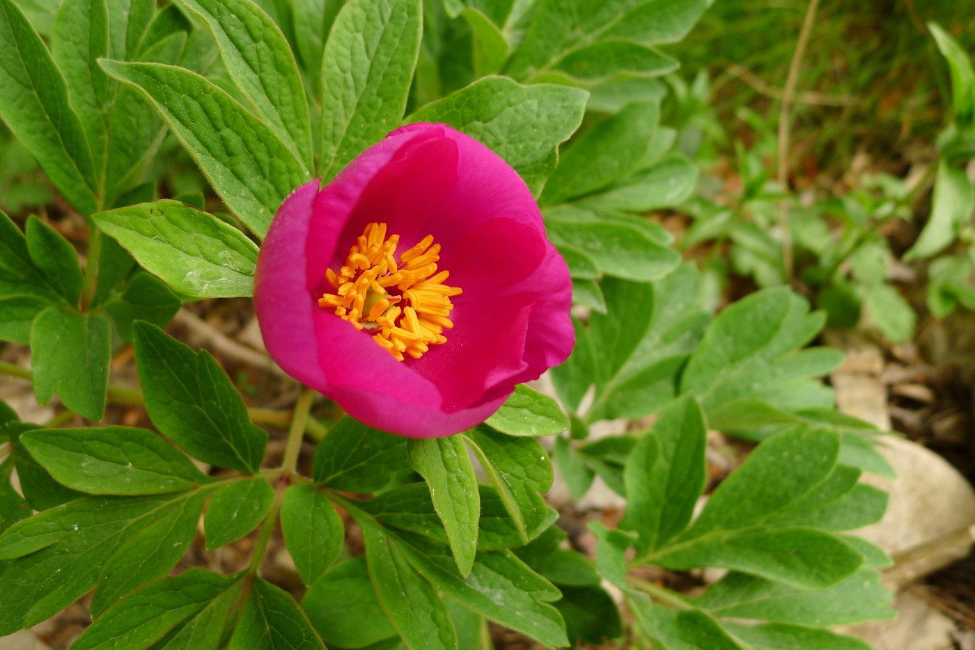 Paeonia officinalis