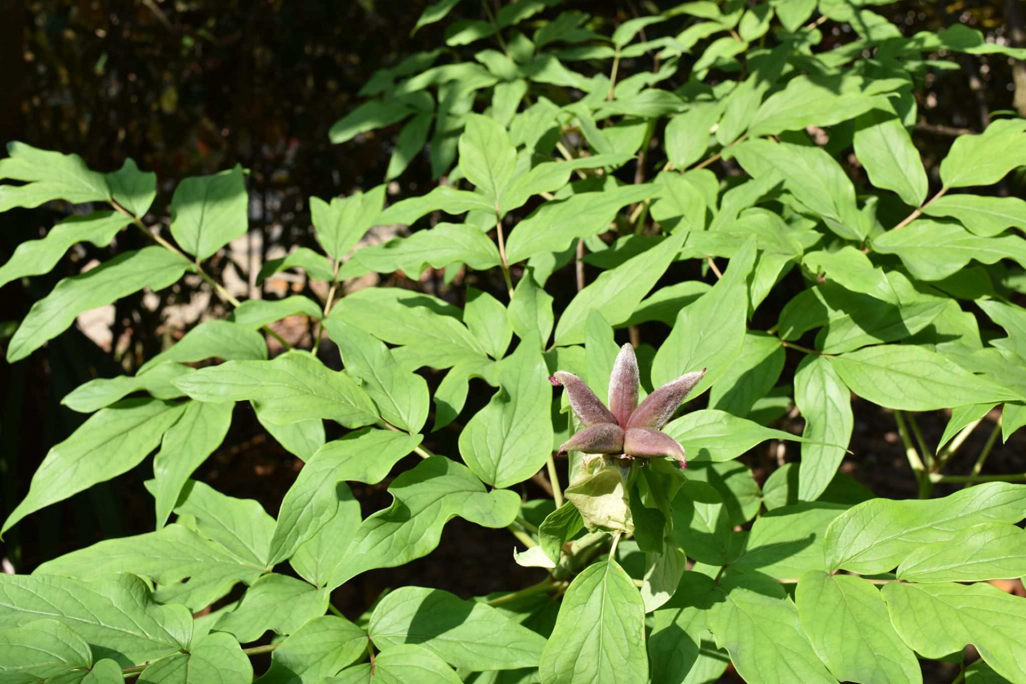 Paeonia suffruticosa