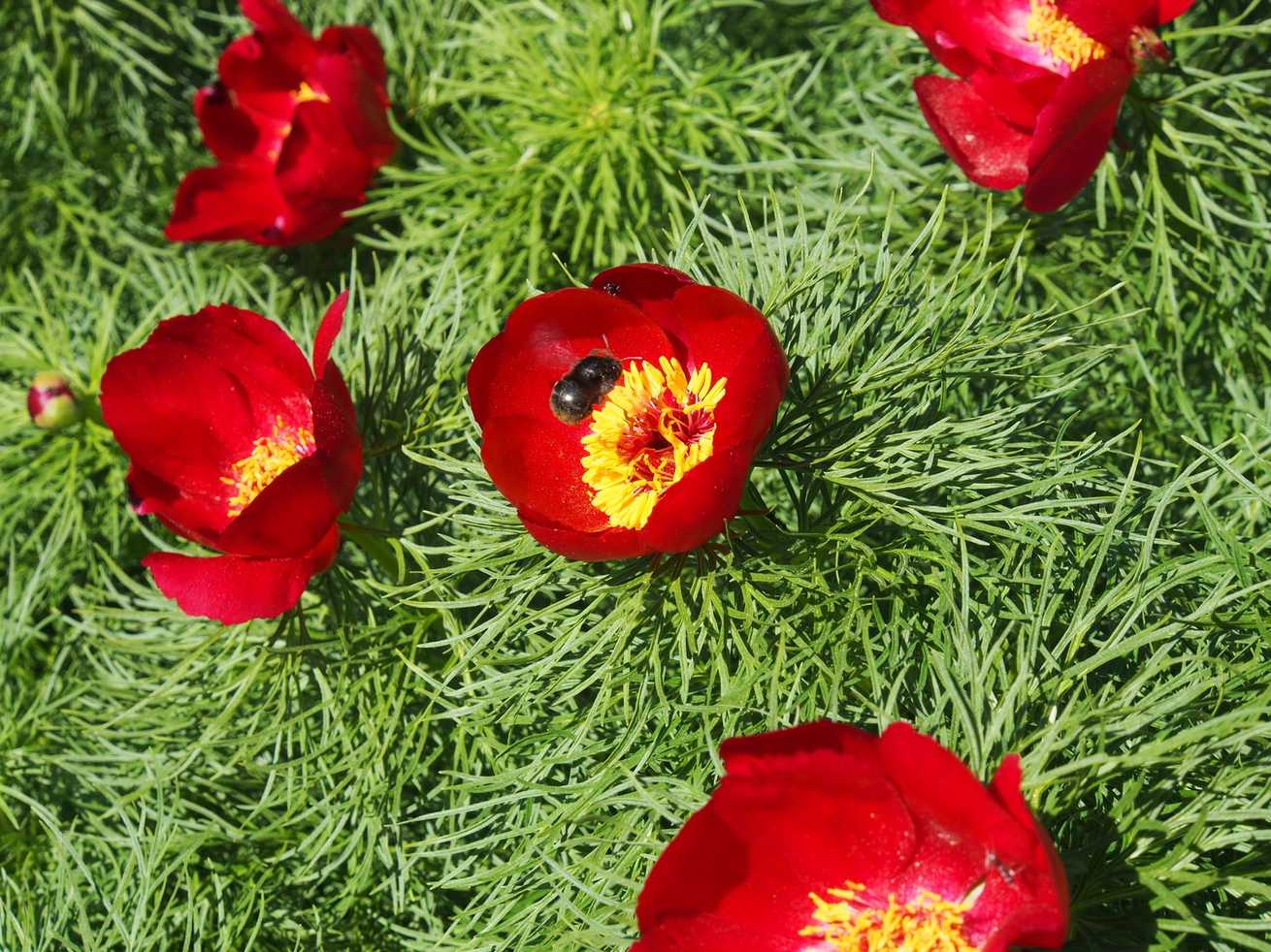 Paeonia tenuifolia