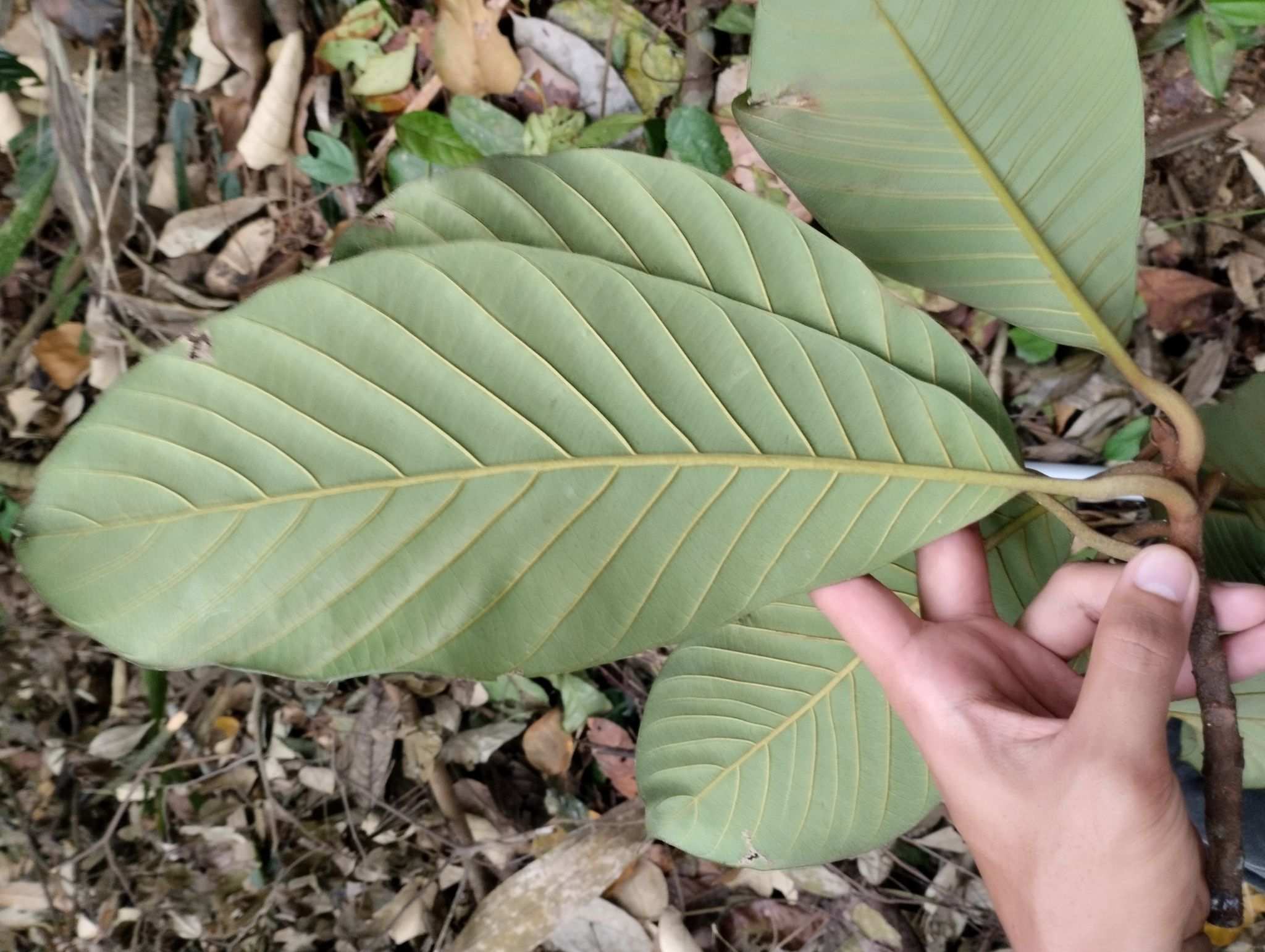 Palaquium maingayi