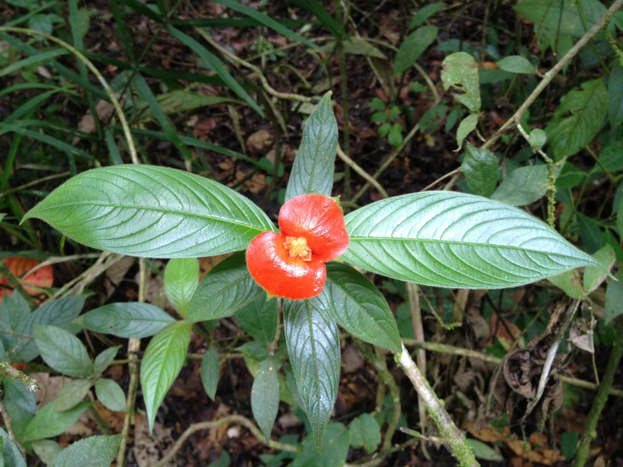 Palicourea