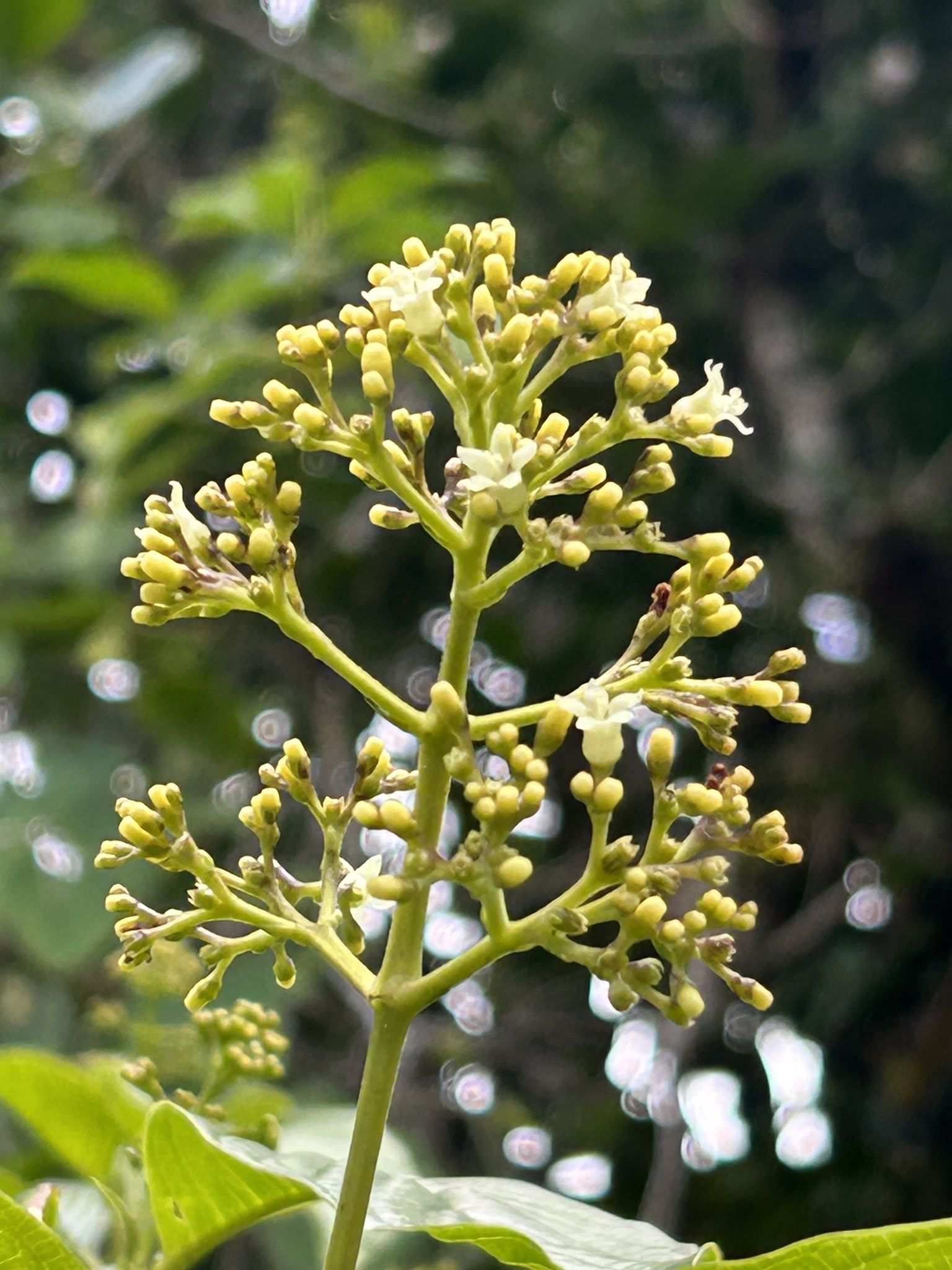 Palicourea berteroana