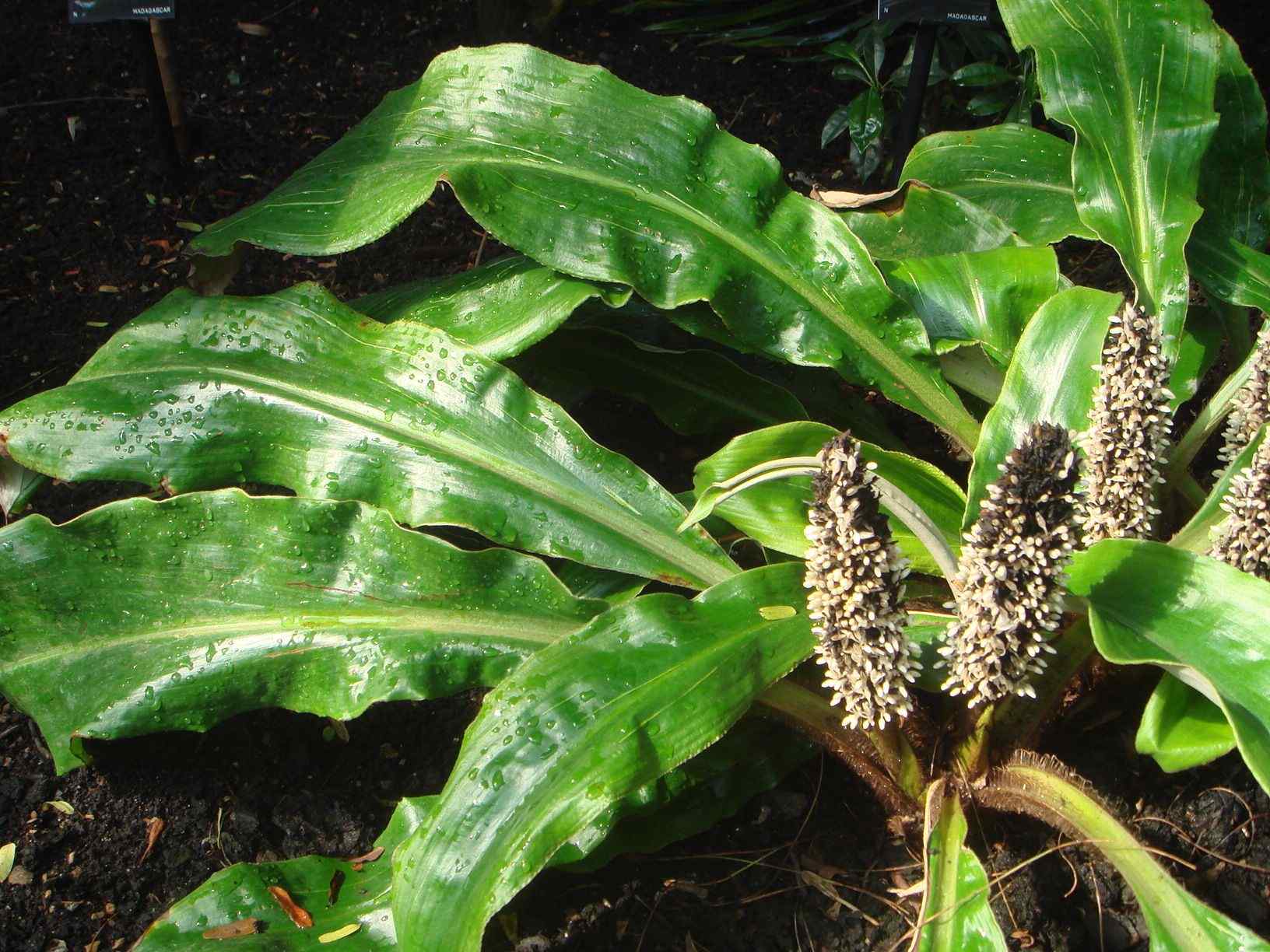Palisota mannii