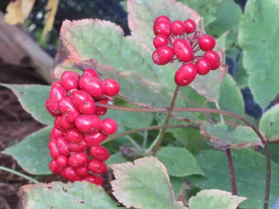 Panax ginseng